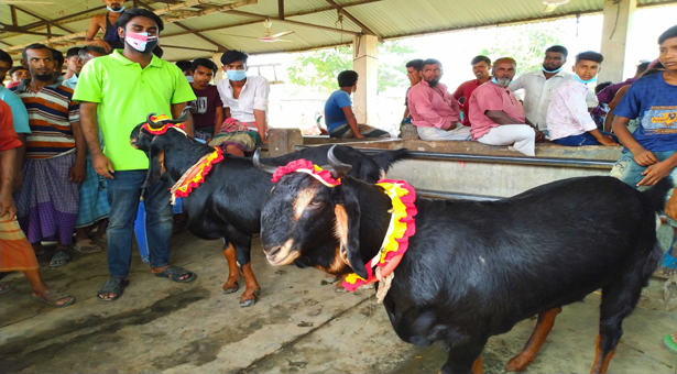 টাঙ্গাইলে নেইমার-মেসি দাম ৫ লাখ টাকা