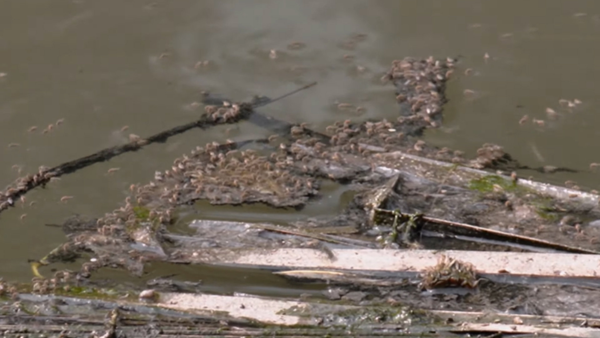 মশার কামড়ে অতিষ্ঠ রাজধানীবাসী, বর্ষায় কী হবে?