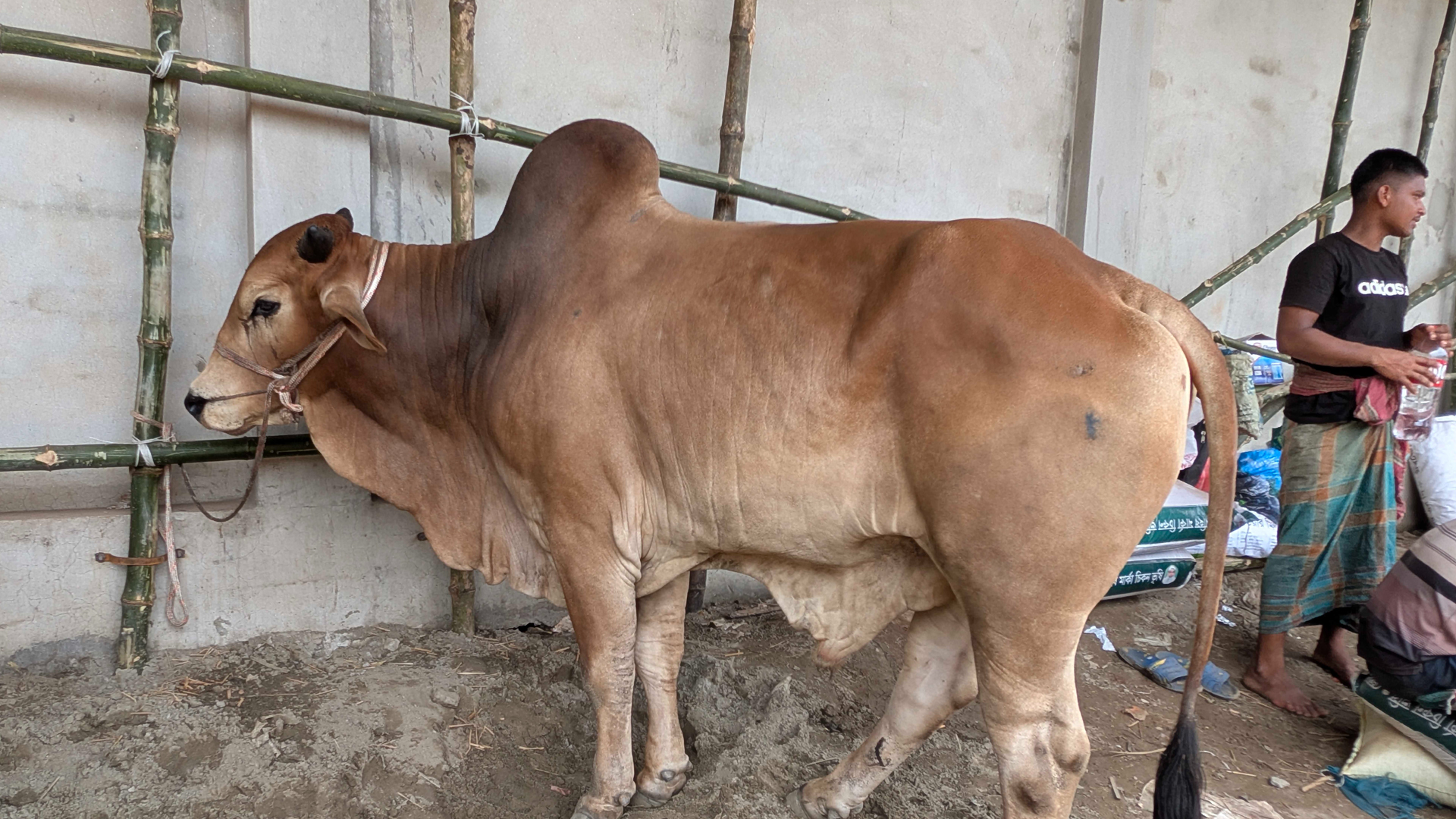 ঈদের দ্বিতীয় দিনেও চলছে পশু কোরবানি
