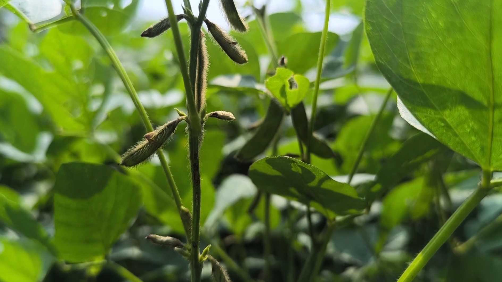 কম খরচে বেশি লাভ, ধান ছেড়ে সয়াবিন চাষে ঝুঁকছেন বরিশালের কৃষকরা!