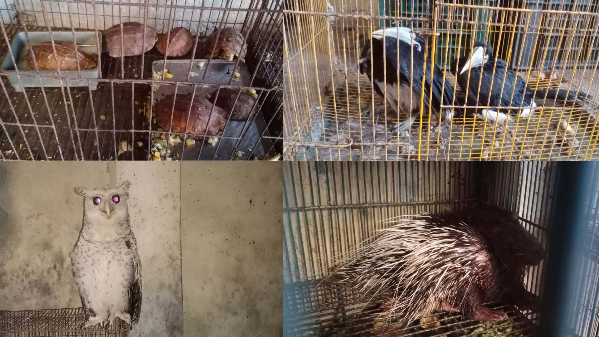বন্যপ্রাণী অপরাধ দমন ইউনিটের অভিযানে ৪২টি দেশীয় ব