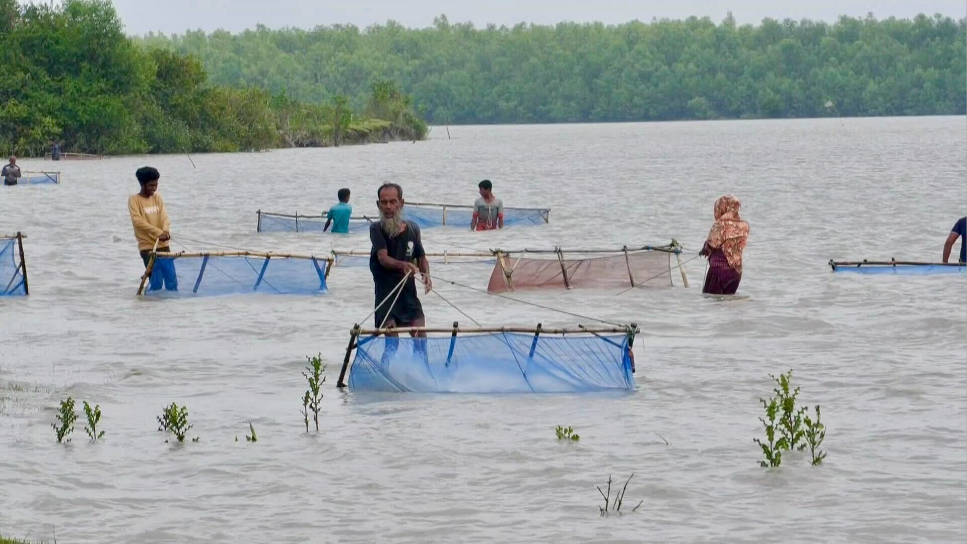 চিংড়ির রেণু শিকারের নামে ধ্বংস হচ্ছে সামুদ্রিক প্রাণীর লার্ভা