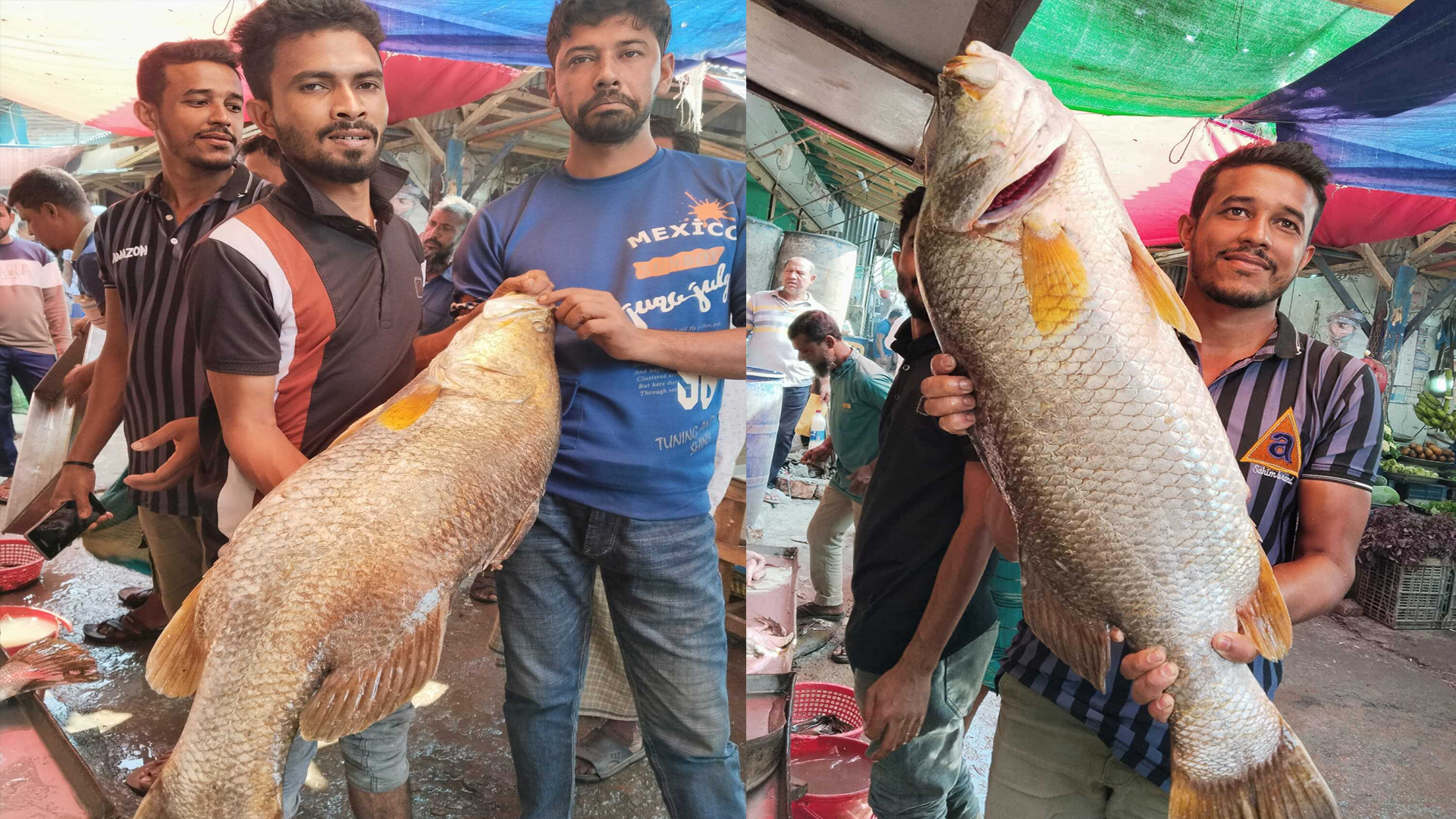 জেলের জালে উঠে এলো ১৮ কেজির দুটি কোরাল, দাম কত?