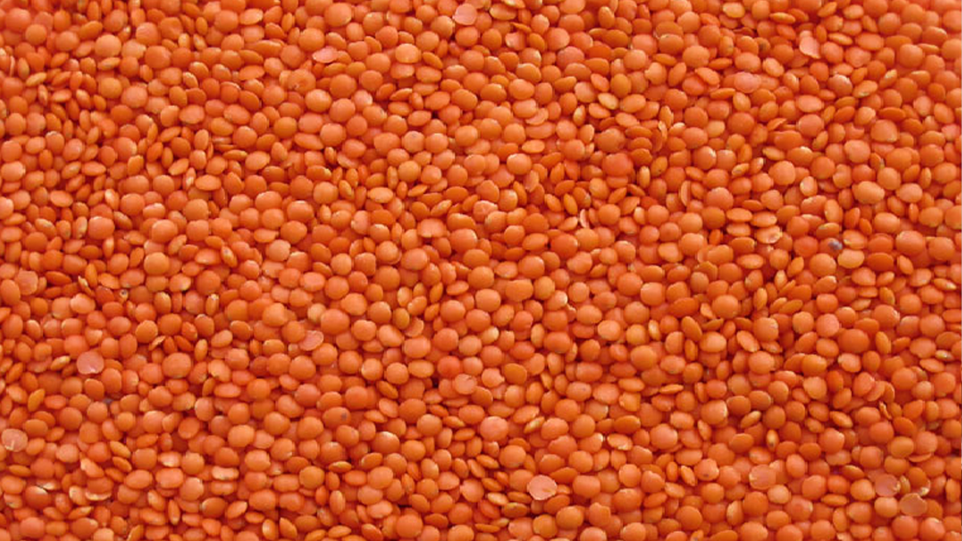 ৭২ কোটি টাকায় ১০ হাজার টন মসুর ডাল কিনবে সরকার