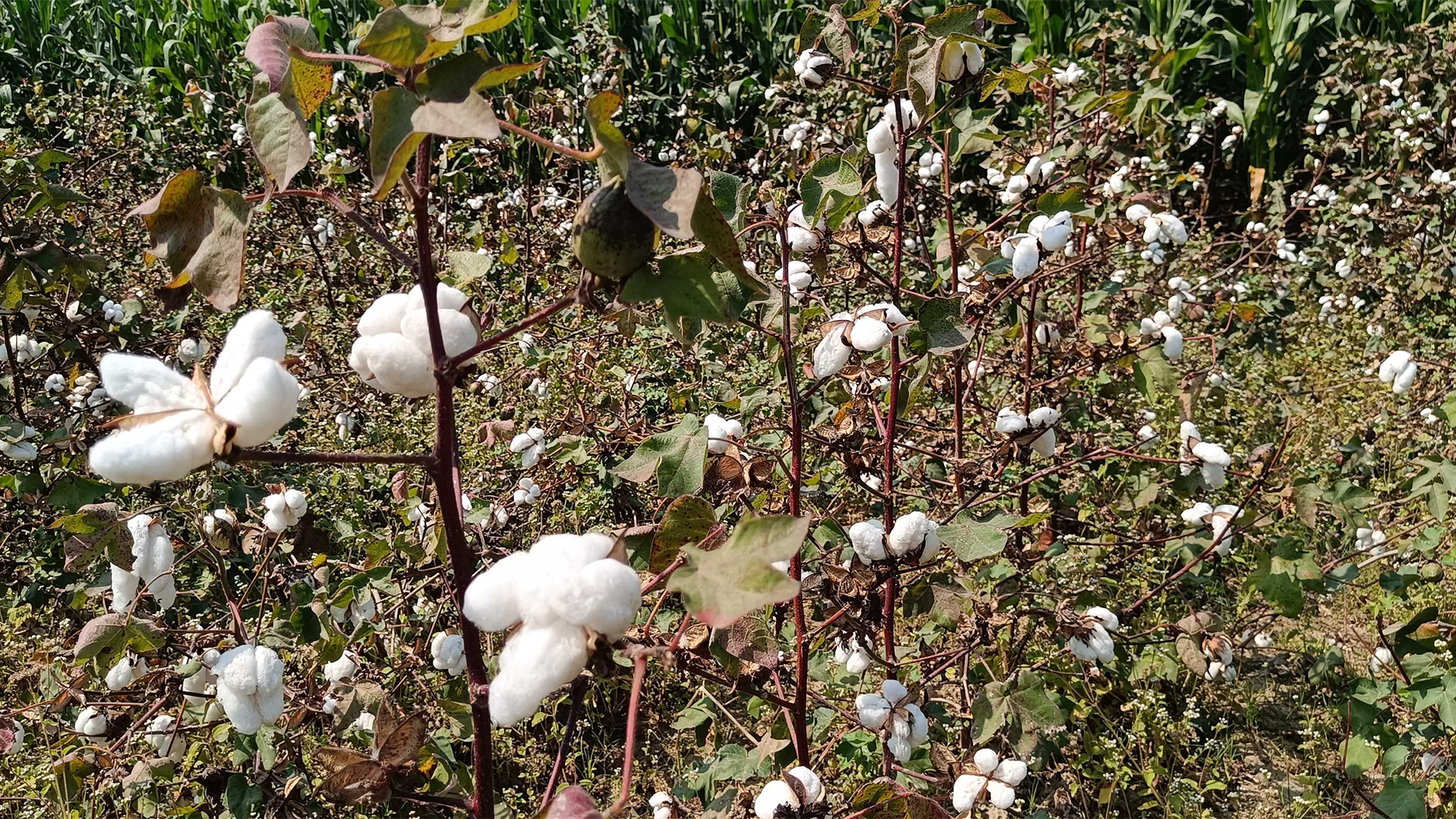 চুয়াডাঙ্গায় তুলার বাম্পার ফলন, ১০৫ কোটি টাকার বিক্রির সম্ভাবনা