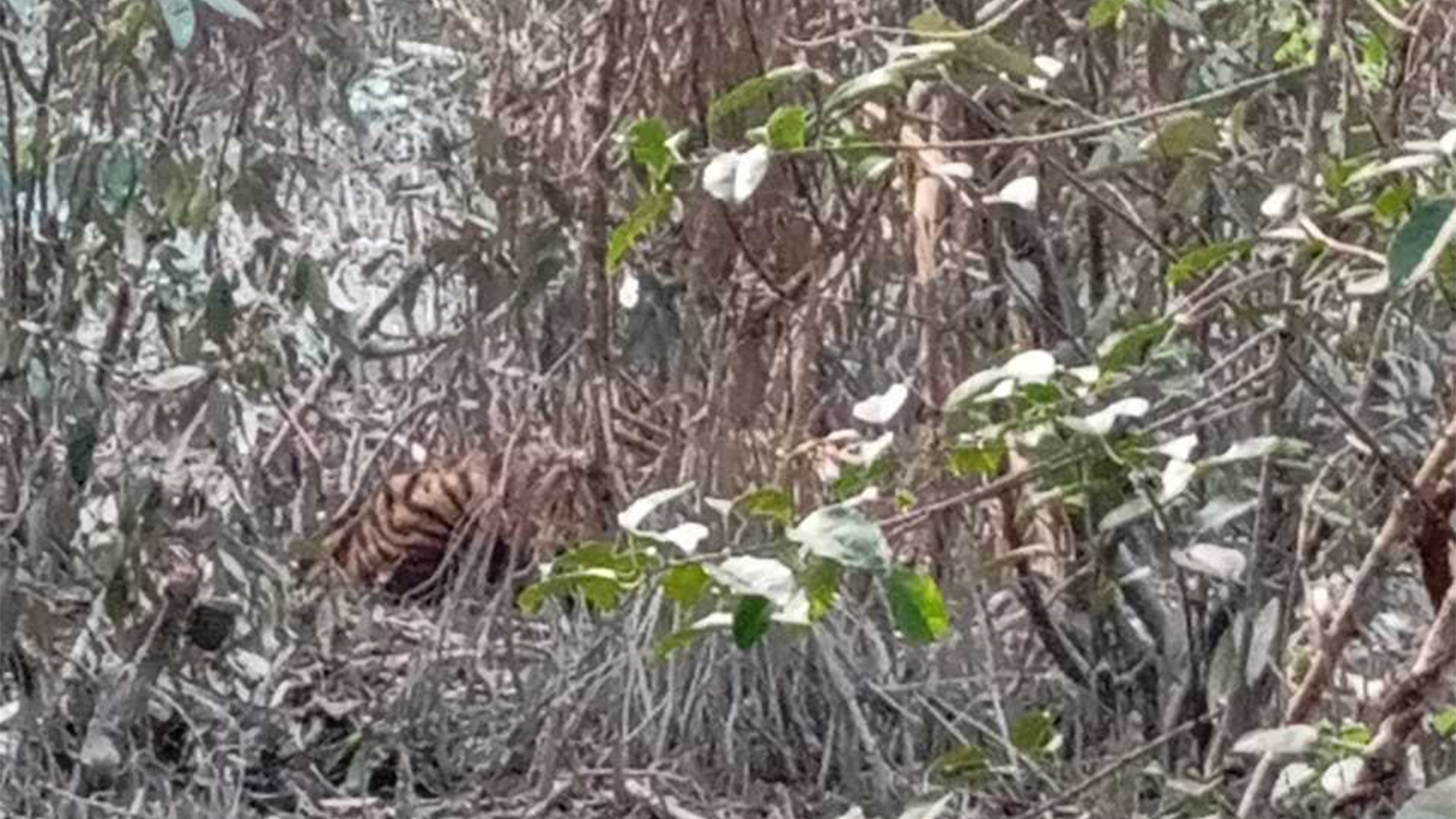 সুন্দরবনে হরিণ শিকারের ফাঁদে আটকে পড়ল বাঘ