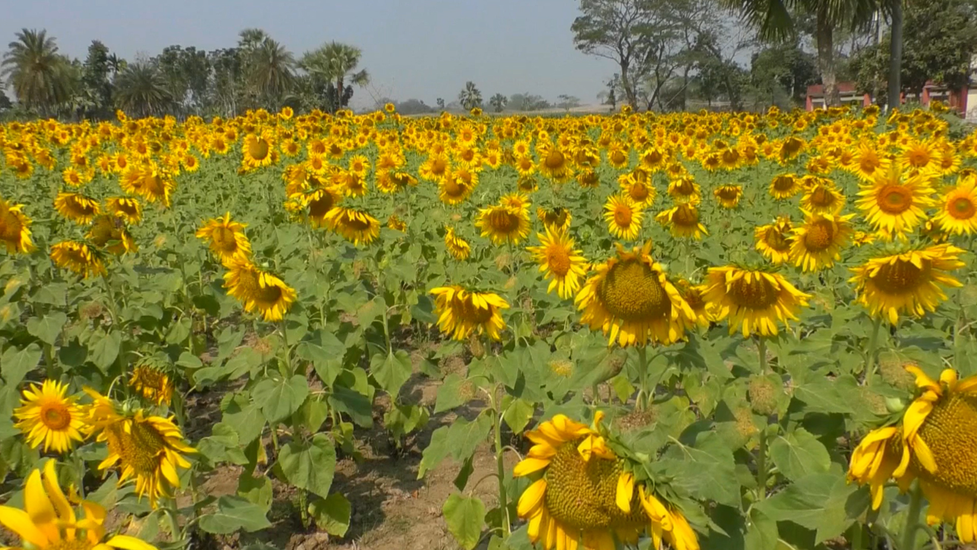 একই গাছে তেল-জ্বালানি, সূর্যমুখী চাষে ঝুঁকছেন সাতক্ষীরার চাষিরা