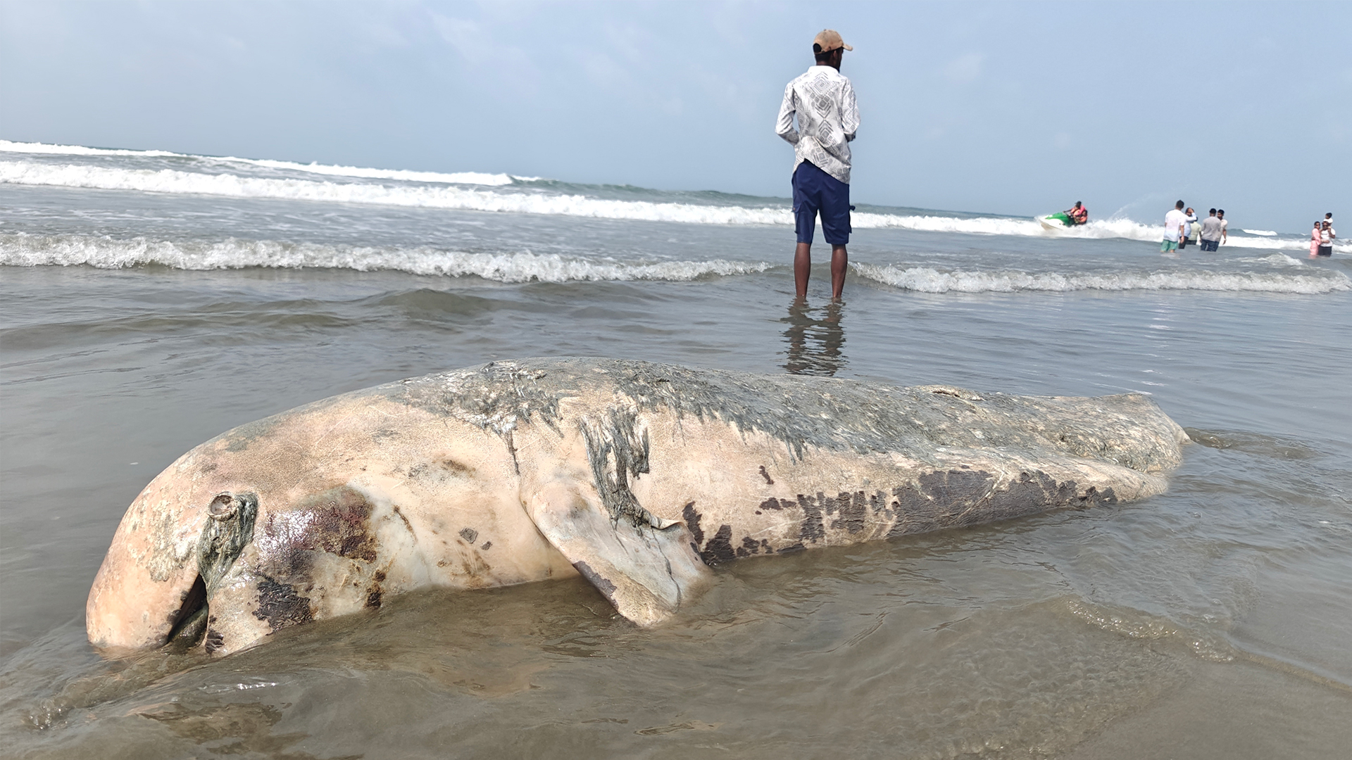 হঠাৎ সৈকতে ভেসে এলো মৃত ডলফিন, কচ্ছপ ও মাছ