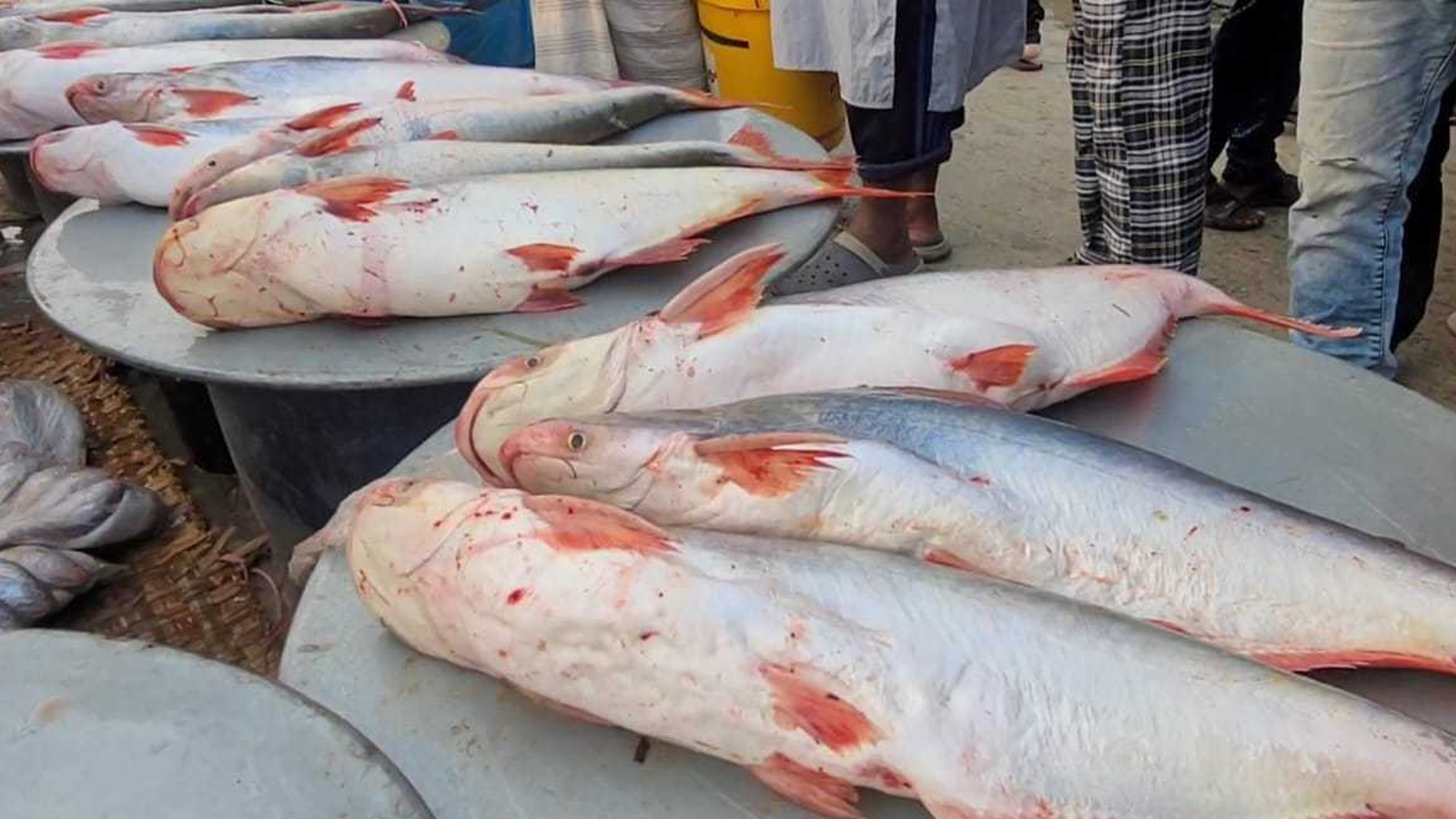 ইলিশের কাঙ্ক্ষিত দেখা না মিললেও জেলেদের মুখে হাসি ফোটাচ্ছে নদীর পাঙাশ