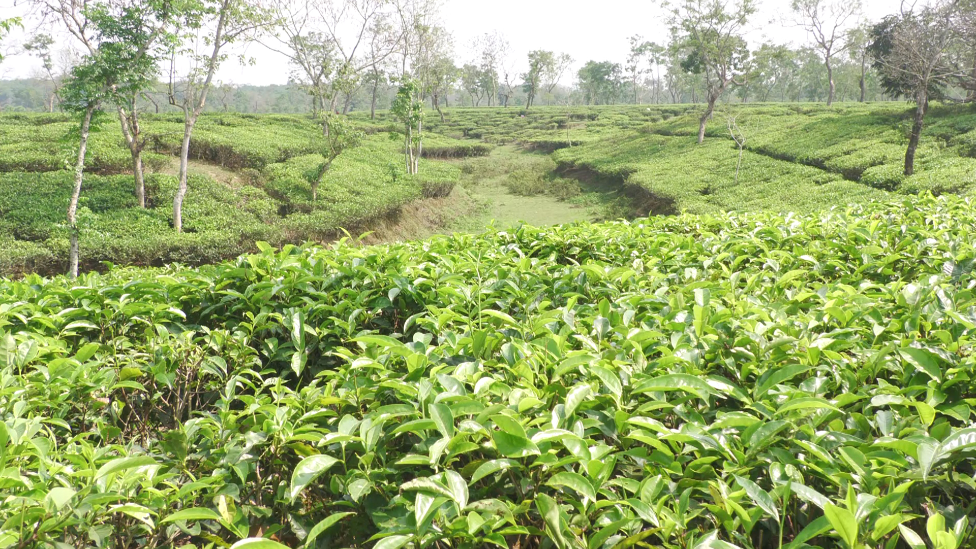 মৌলভীবাজারের চা বাগানে আশীর্বাদ ‘আগাম বৃষ্টি’, বাম্পার ফলনের আশা