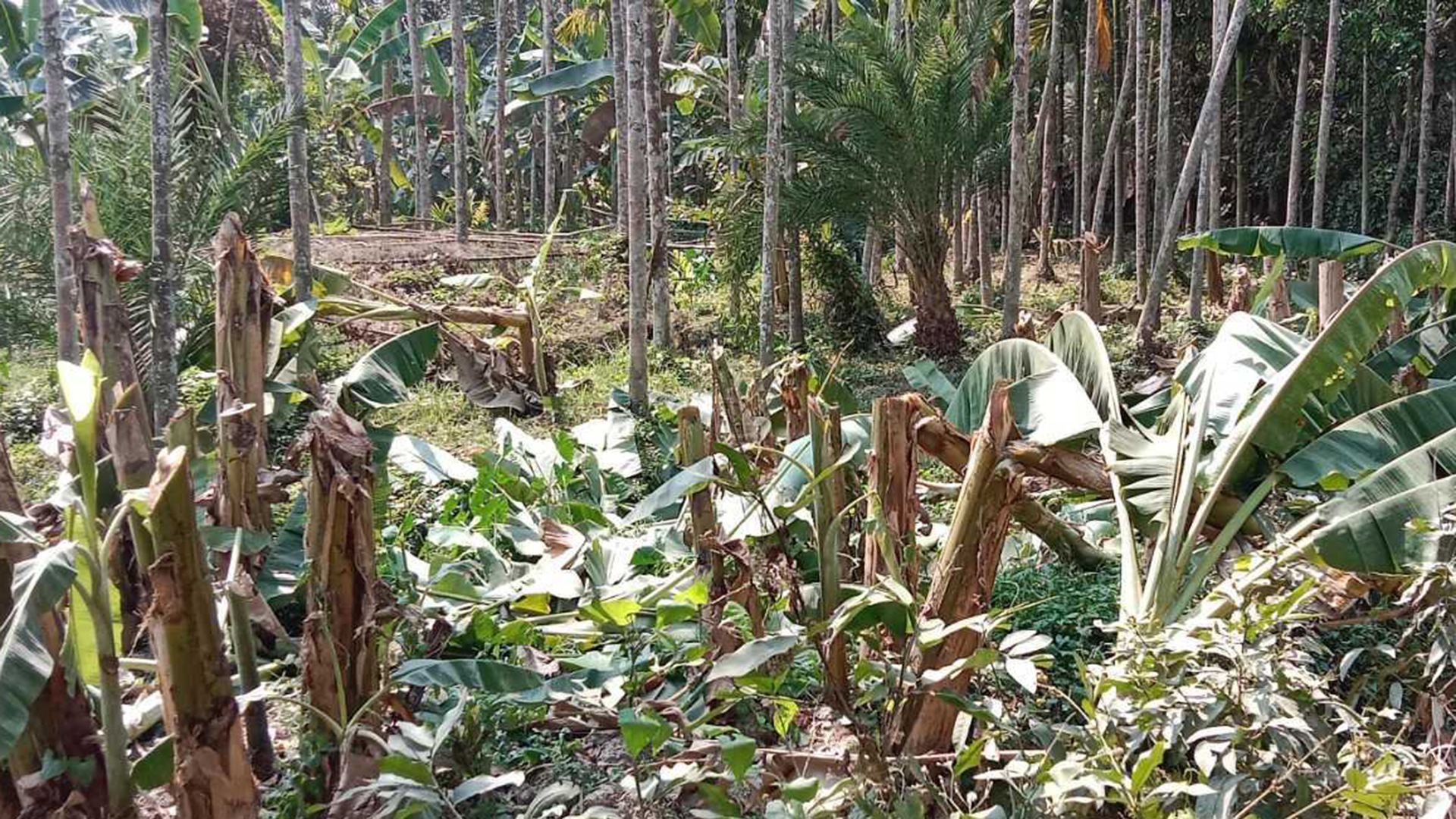 কলাগাছের সঙ্গে এ কেমন শত্রুতা!