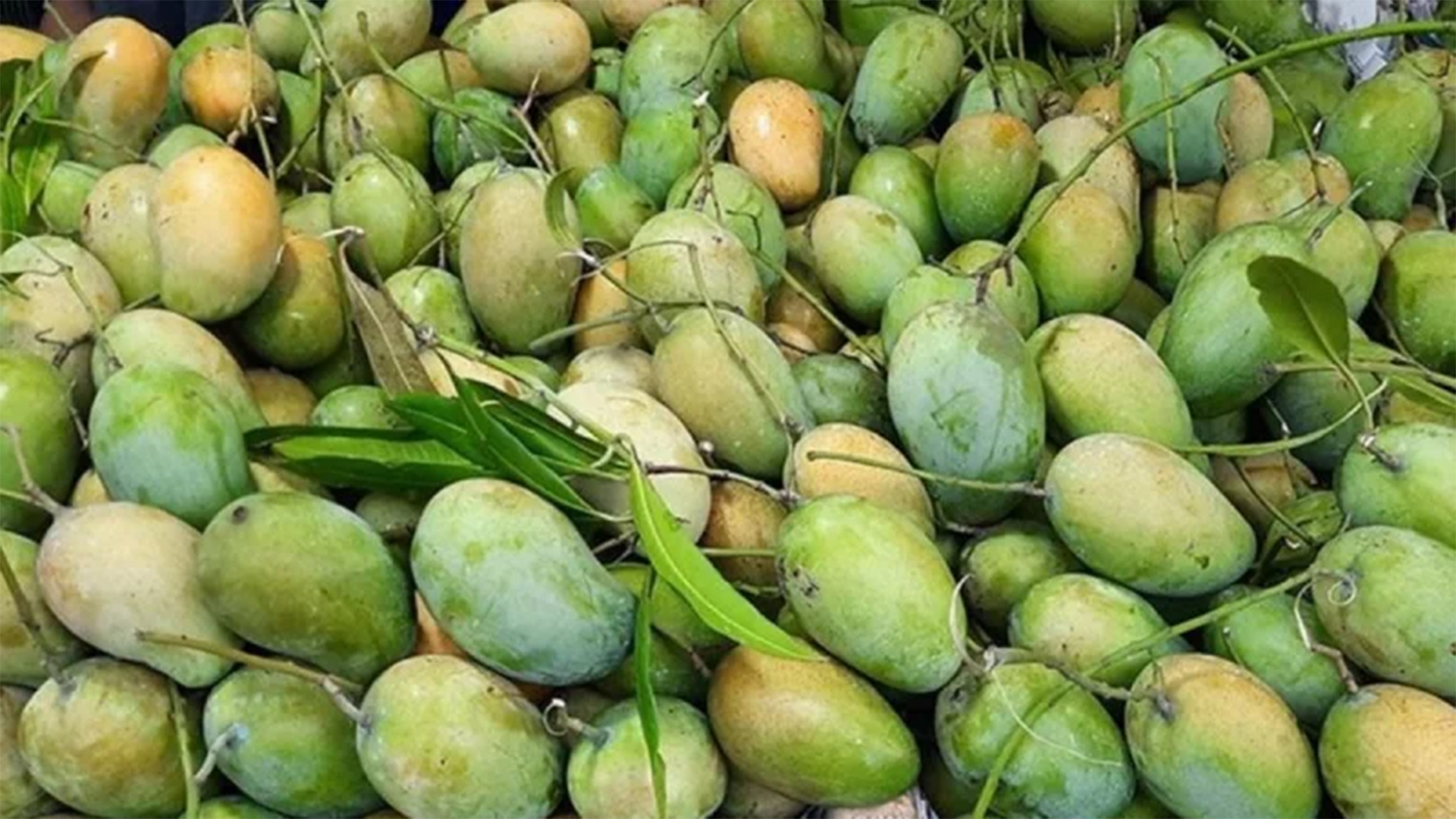 রাজশাহীর কোন আম কখন বাজারে আসবে, সময়সূচি ঘোষণা