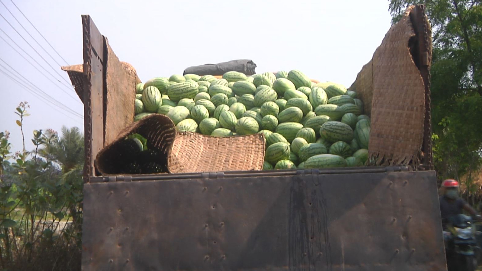 খুলনায় তরমুজ চাষ কমলেও খুশি কৃষক