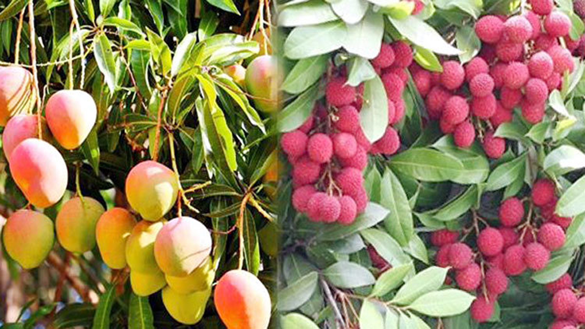 Uy qurilishi ayol vaginasi Porno jinsiy ekstazi