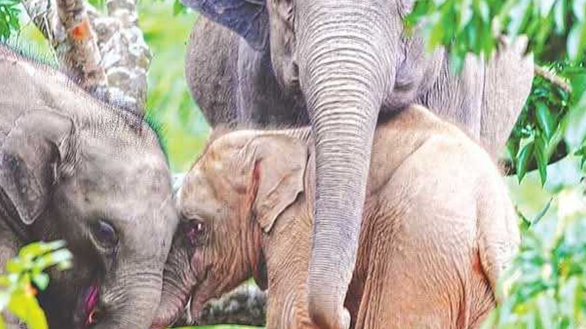 হ্রদের পানিতে ডুবে বিরল রঙের সেই হাতি শাবকের মৃত্যু!