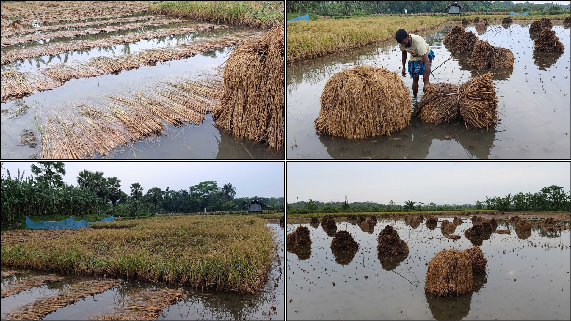 জমিতে ডুবছে পাকা ধান, কাটলেও শুকানোর রোদ নেই
