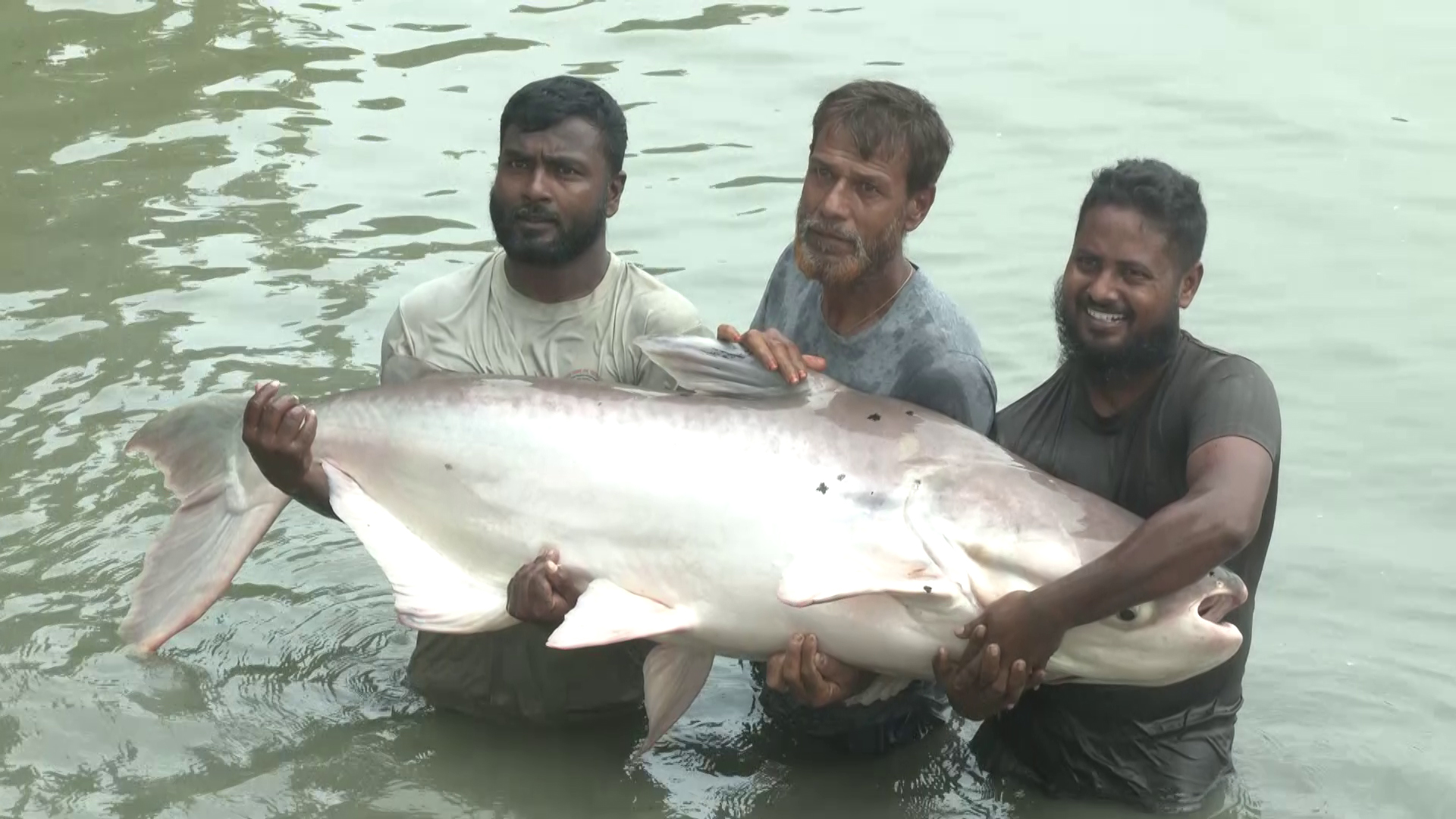 পুকুরে ১৬০ কেজির পাঙাশ, একসঙ্গে ছাড়ে ৮০ লাখ ডিম