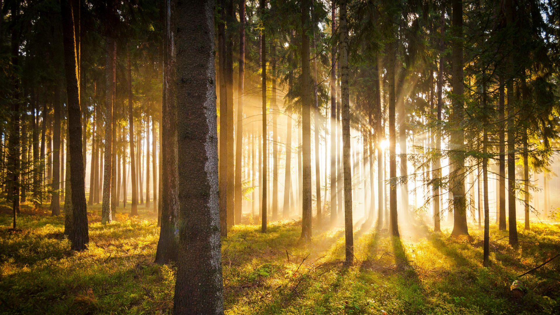 সকালের গুরুত্বপূর্ণ আমল ও দোয়া