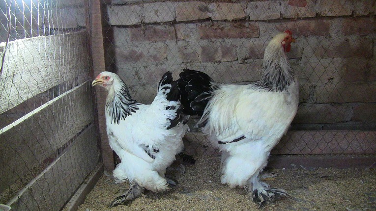 Nemis porno yulduzlar bilan