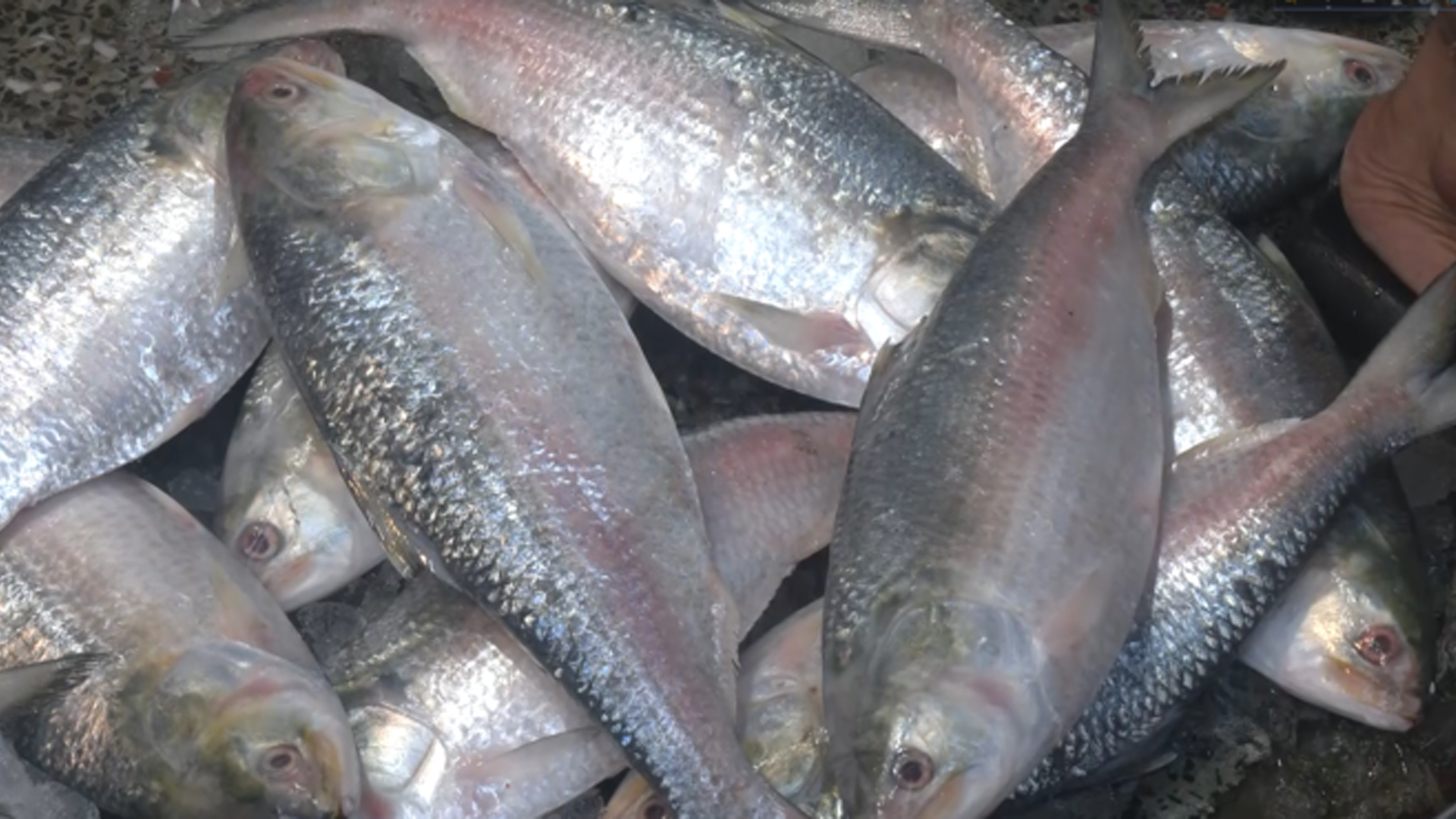 মা ইলিশ রক্ষায় চাঁদপুরে অভিযান, গ্রেফতার ৩৩