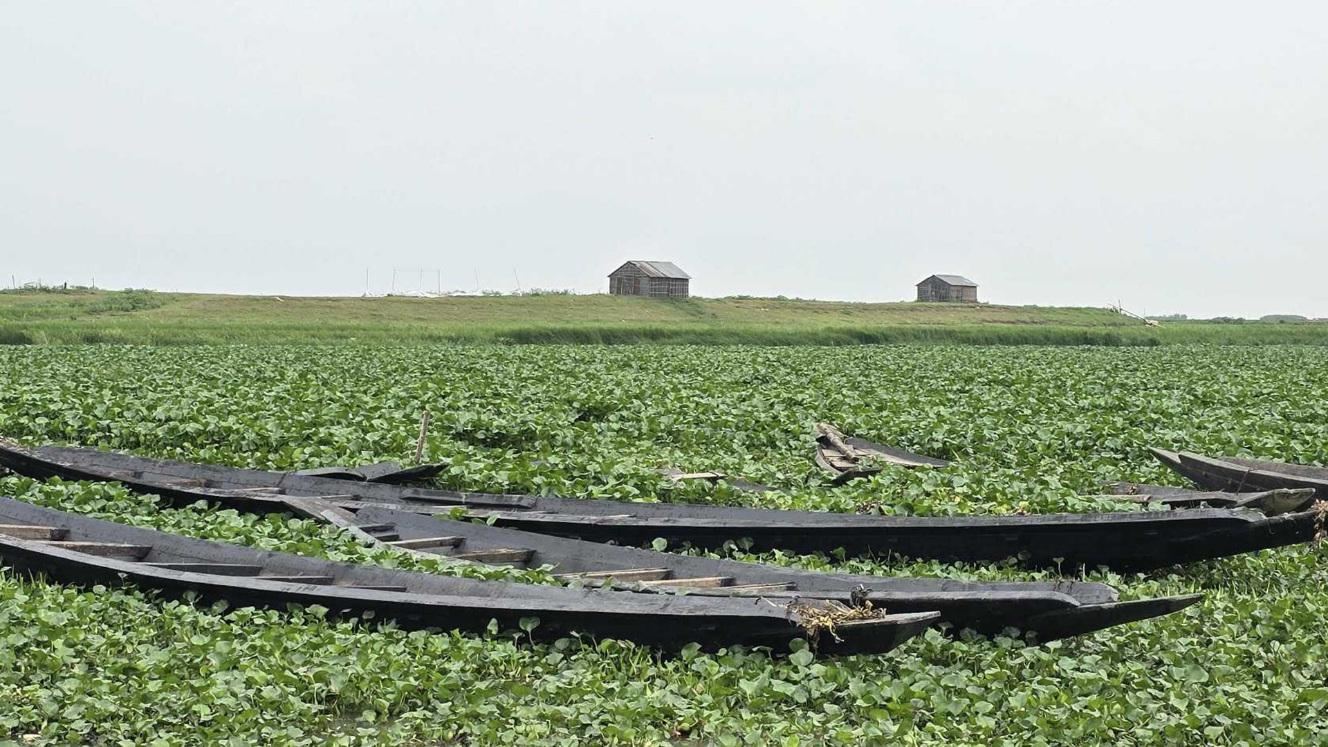 নদীর বুকে ডুবোচরে ধান চাষ, কী বলছেন বিশেষজ্ঞরা?