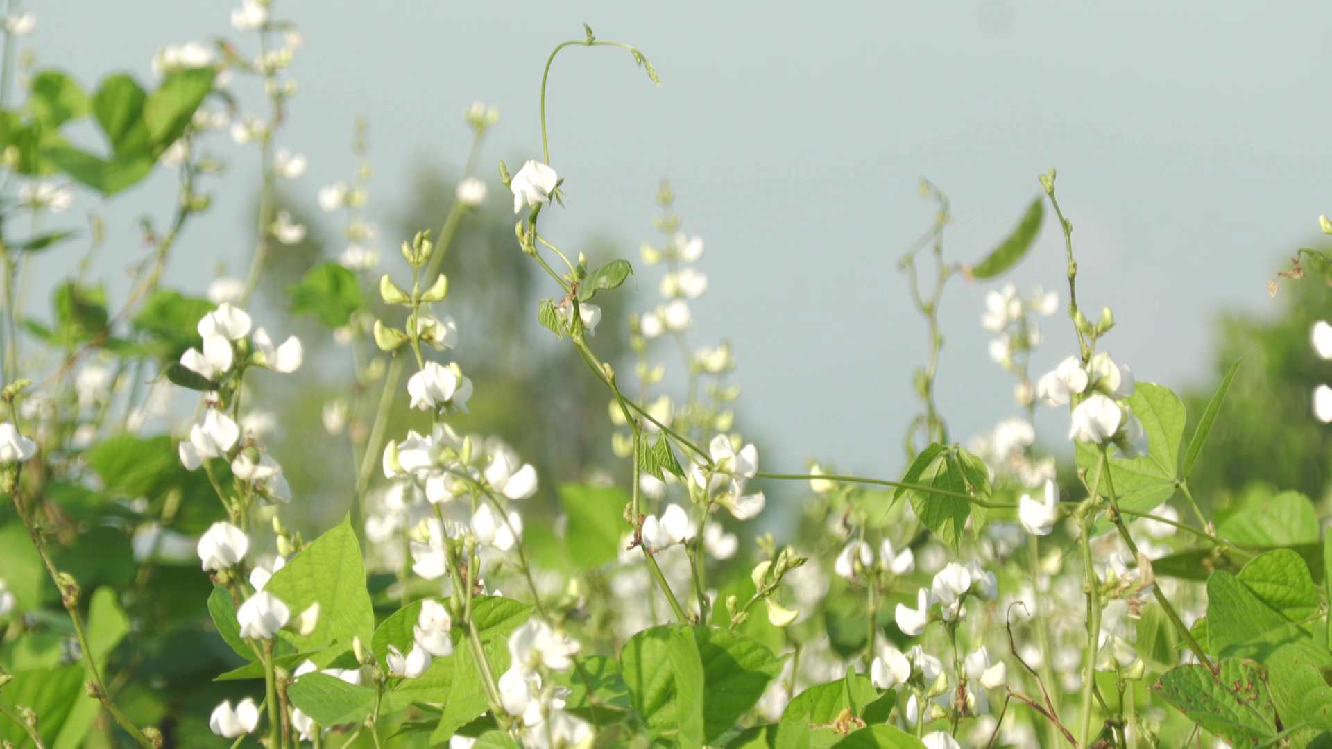 মাত্র ১২টি বীজে শুরু, আজ লাখ টাকার মালিক হাবিব