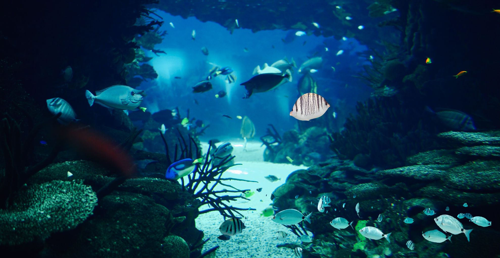 গভীর সমুদ্রের অন্ধকারে আল্লাহর নিদর্শন