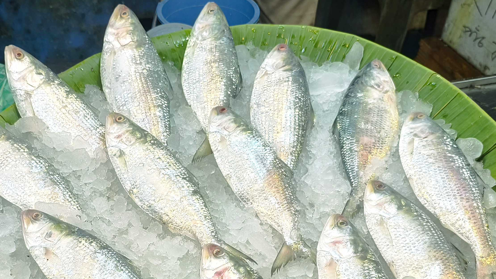 নিষেধাজ্ঞা শেষে খুলনার বাজারে উঠেছে ইলিশ, দাম কেমন?