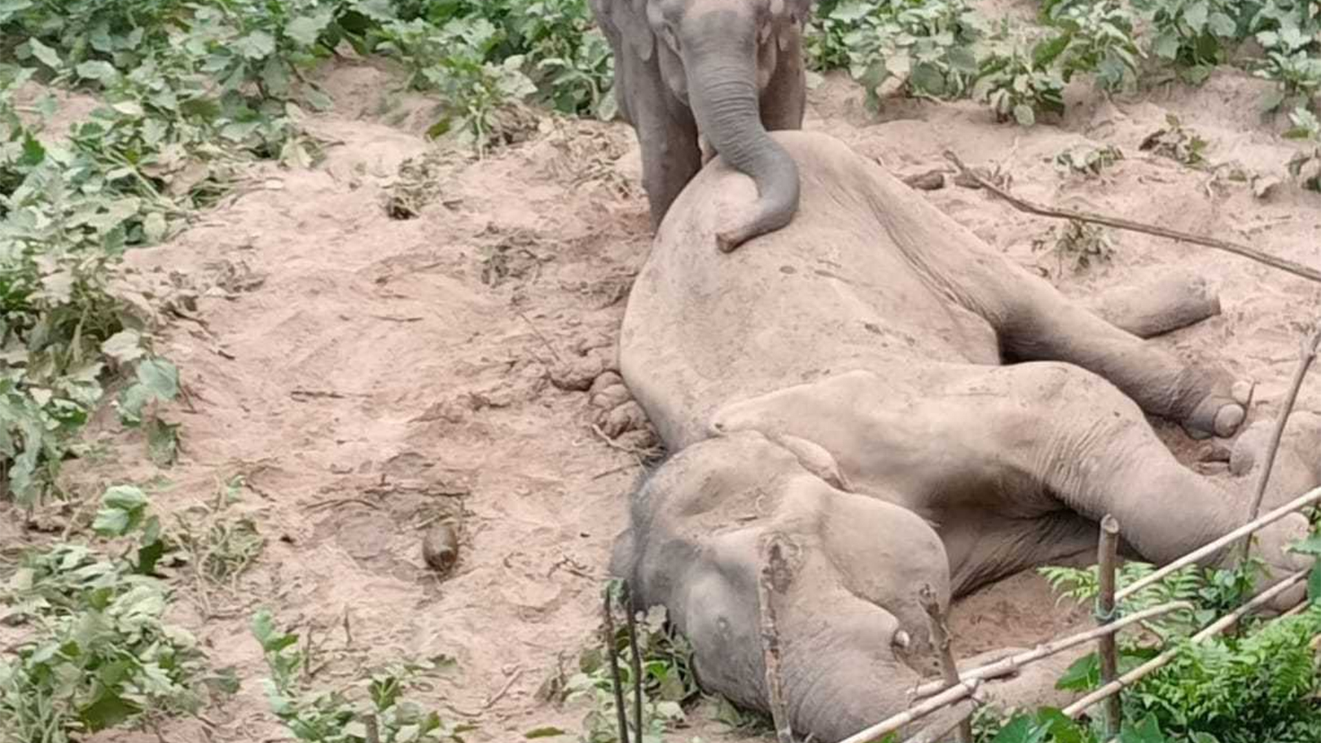 রাঙ্গামাটিতে মৃত সেই বন্যহাতির শুঁড় ও পায়ের মাংস কেটে নিলো দুর্বৃত্তরা