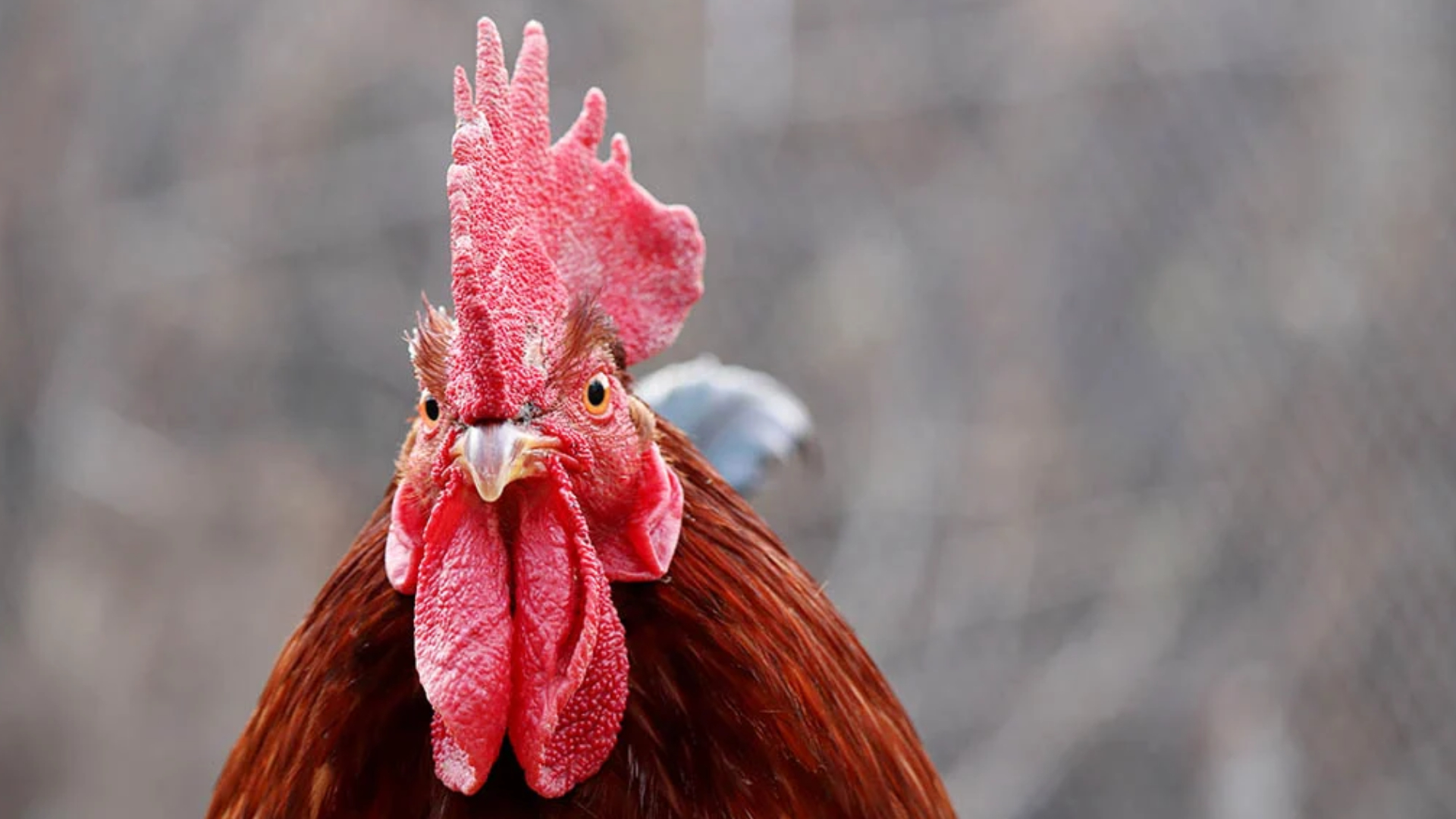 Turmush ortoqlarga jinsiy aloqa orgatiladi