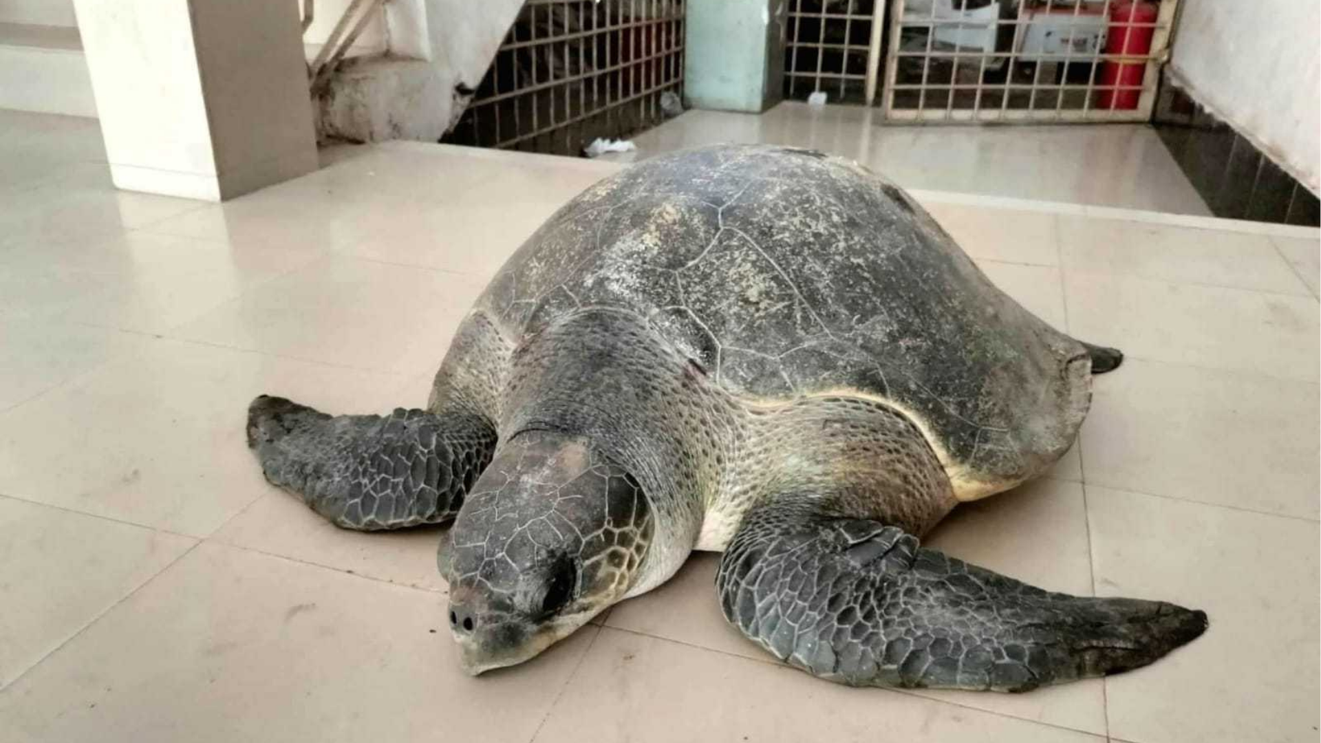 ভোলায় ৫০ কেজি ওজনের বিরল প্রজাতির কচ্ছপ উদ্ধার