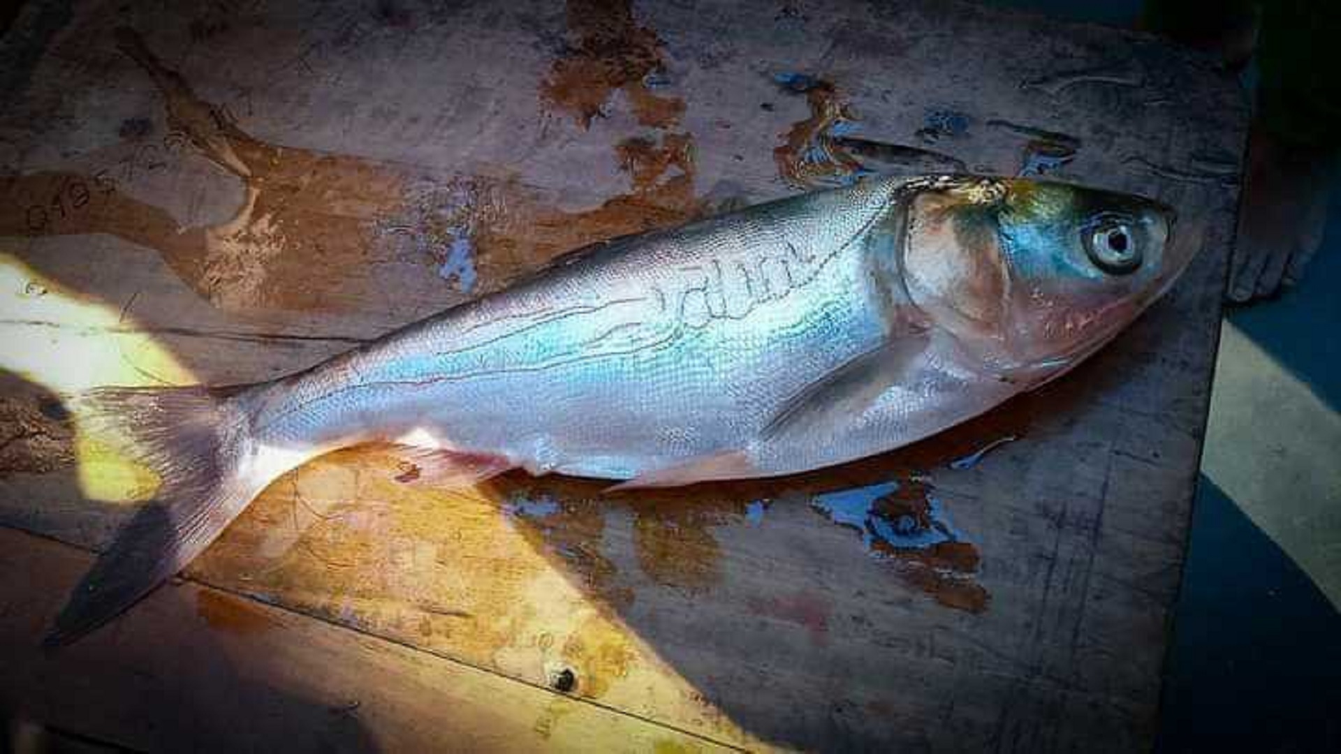 toydan keyin yalangoch kelinlar yashirin kamera amakivachchasi xola