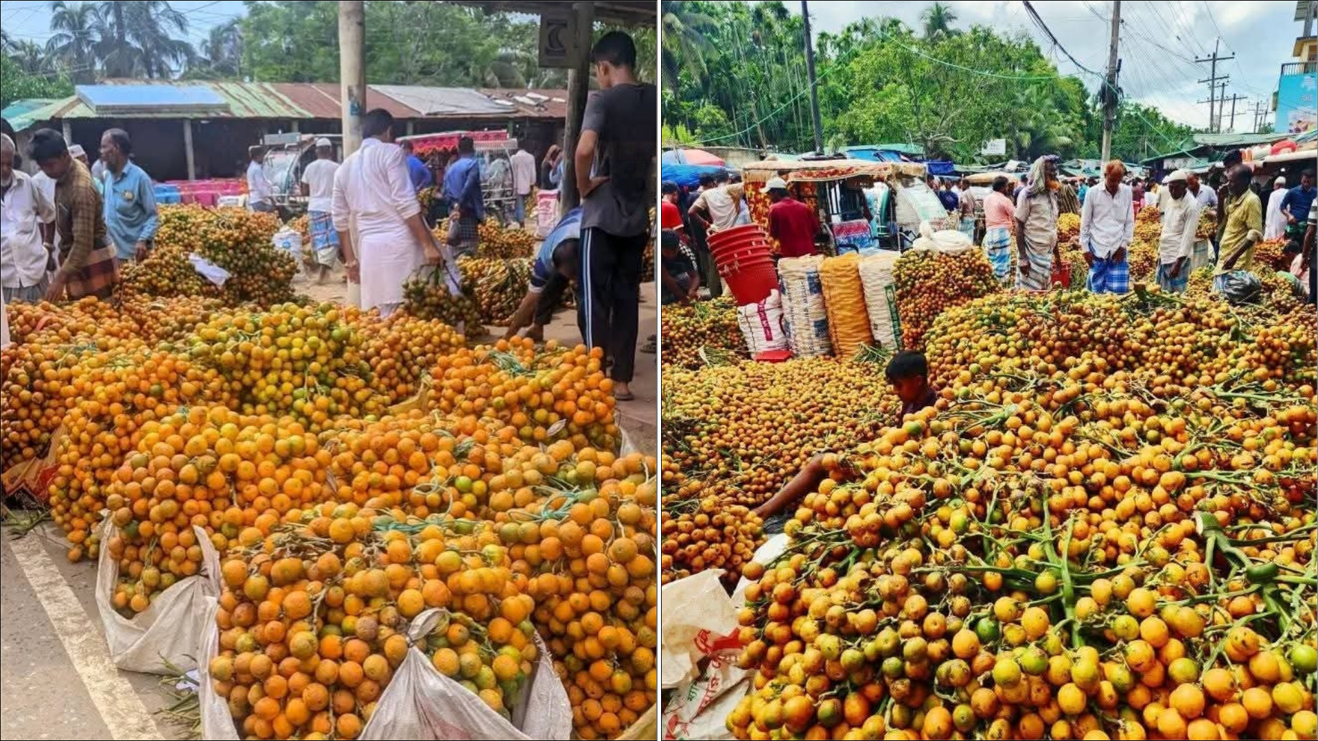 সুপারির সোনালি রঙে রঙিন উখিয়া-টেকনাফ