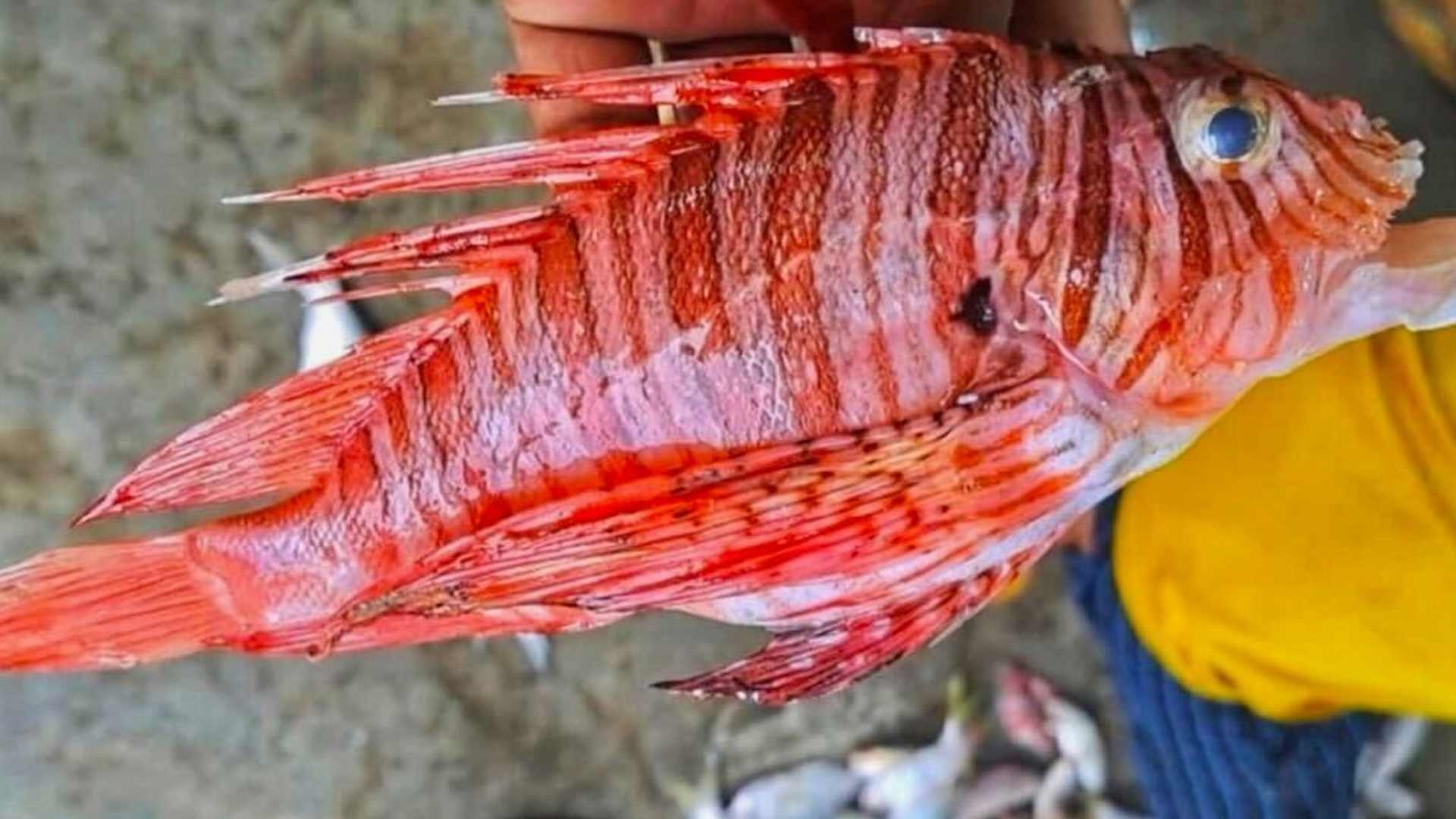 কুয়াকাটায় ধরা পড়ল গভীর সাগরের ‘রঙিন আতঙ্ক’ লায়নফিশ