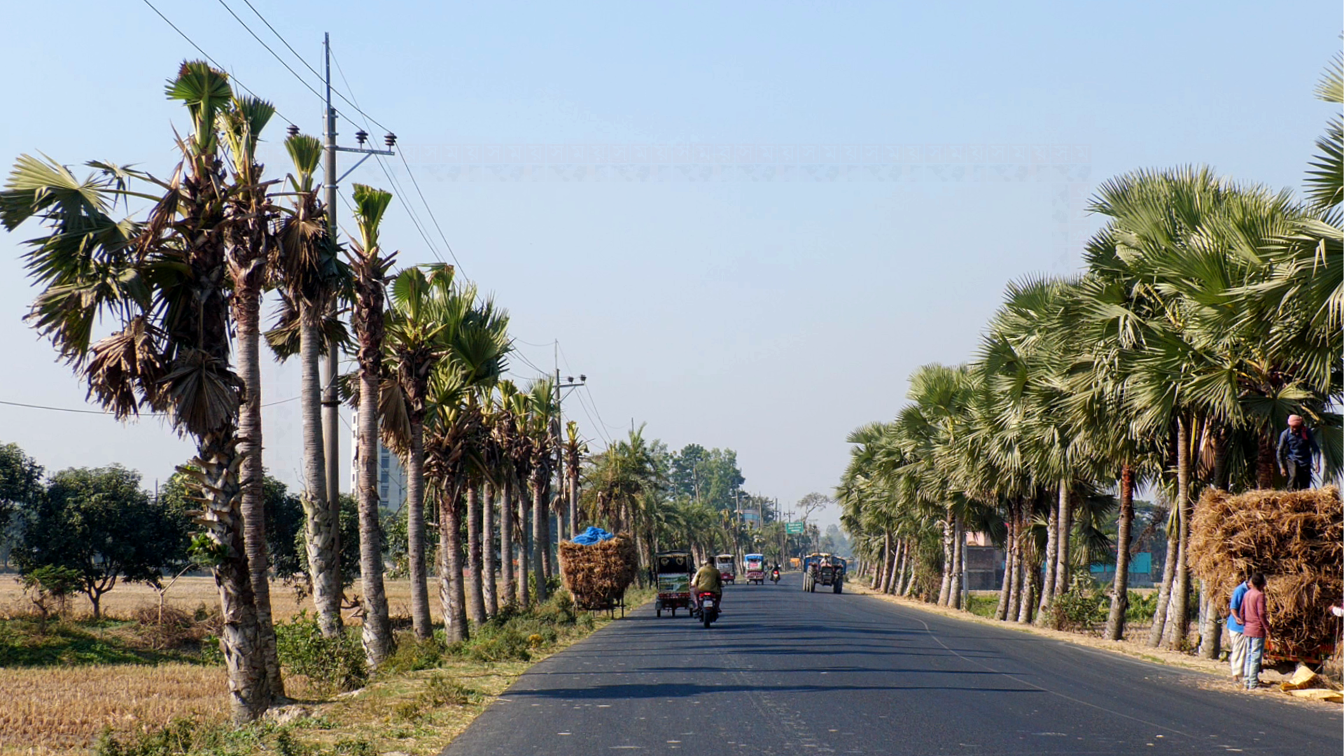 নওগাঁয় বিদ্যুৎ লাইনের নামে ৭৫০ তালগাছের ‘মাথা কেটে হত্যা’