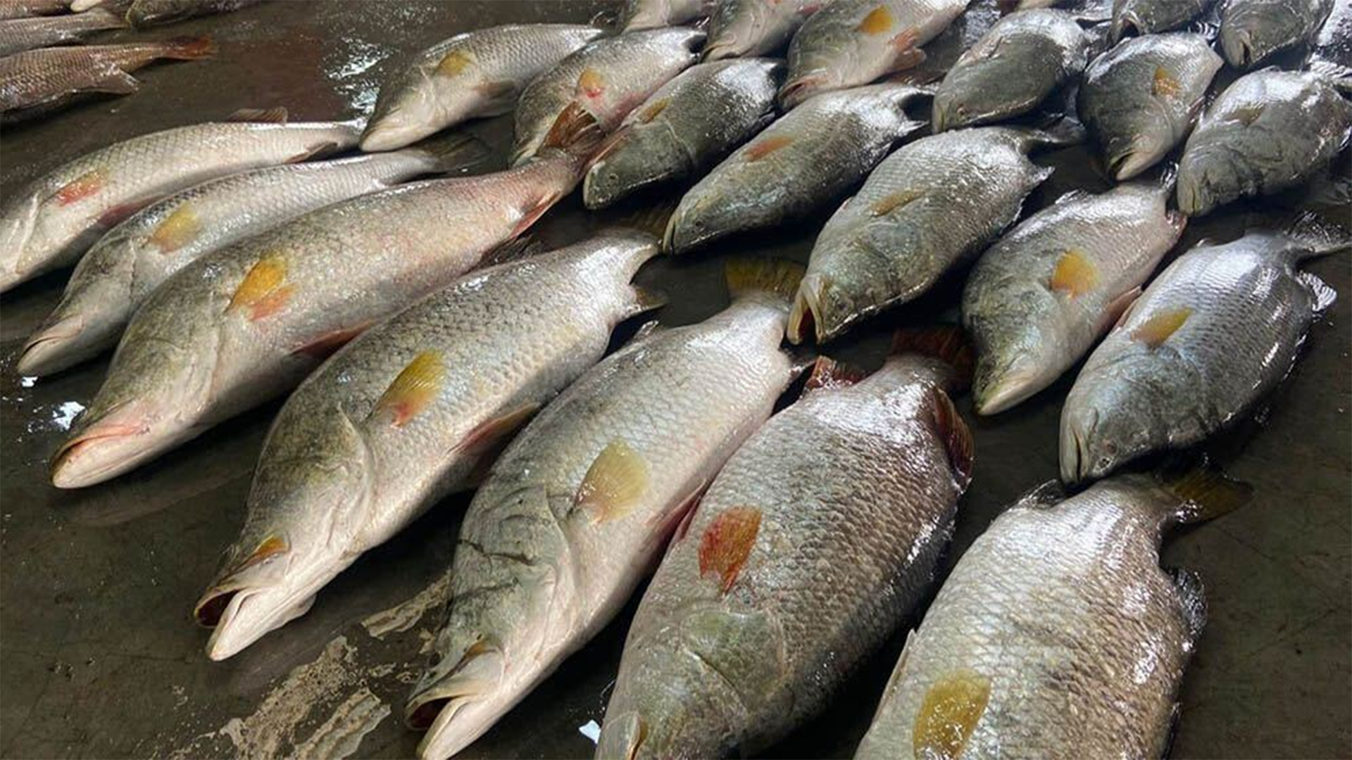 কুয়াকাটায় জেলের জালে ধরা পড়ল ৪০ কোরাল