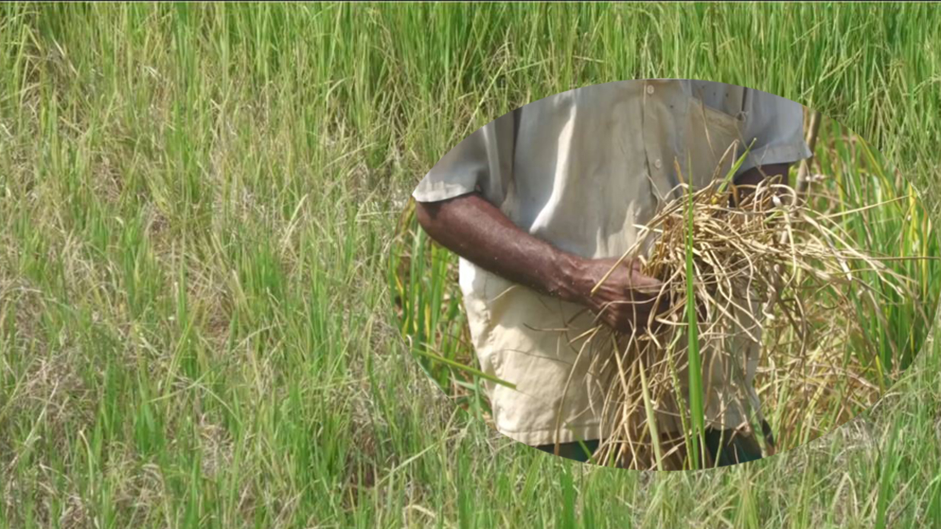 পাকা ধানে মাজরা পোকা, দিশেহারা কৃষক