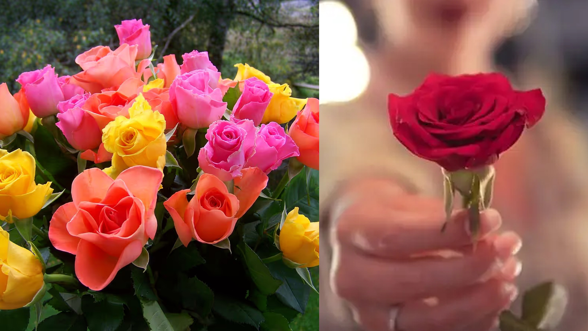 আজ রোজ ডে, জেনে নিন কোন গোলাপের কী মানে