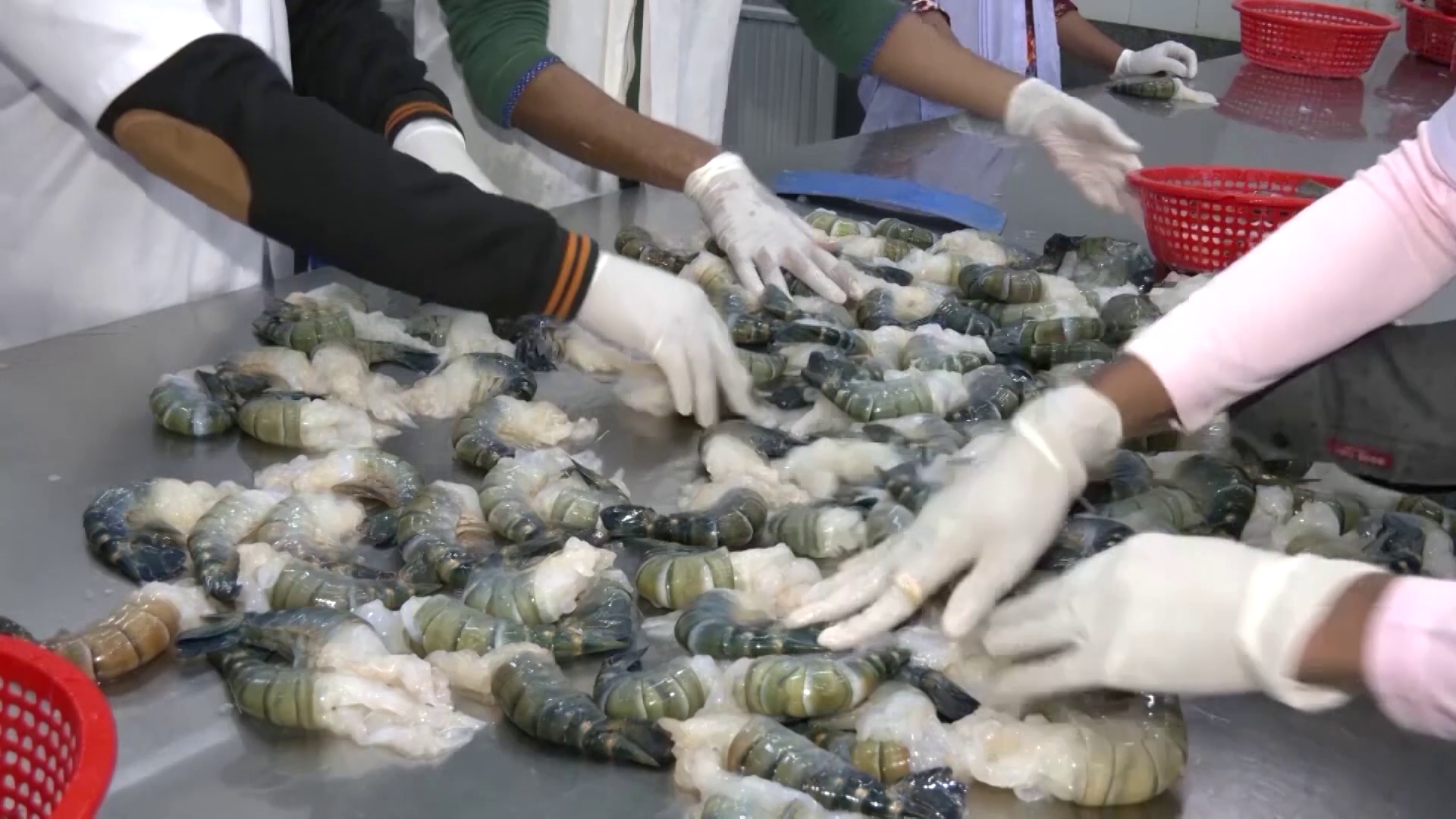 চিংড়ি ও হিমায়িত মাছ রফতানিতে ইতিবাচক ধারা, হালাল সার্টিফিকেশনে জোর দেয়ার তাগিদ