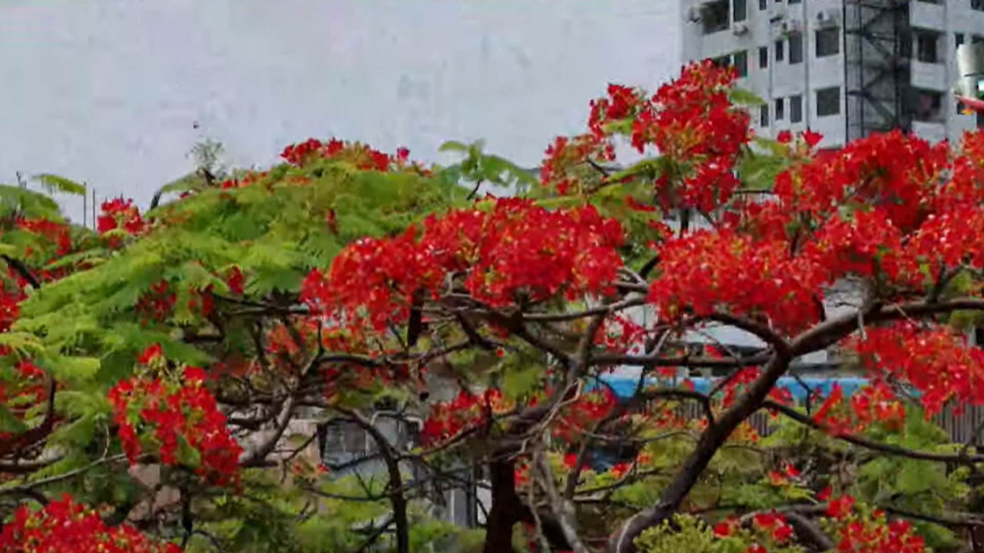 Ota qizini porno bokiralikdan mahrum qiladi