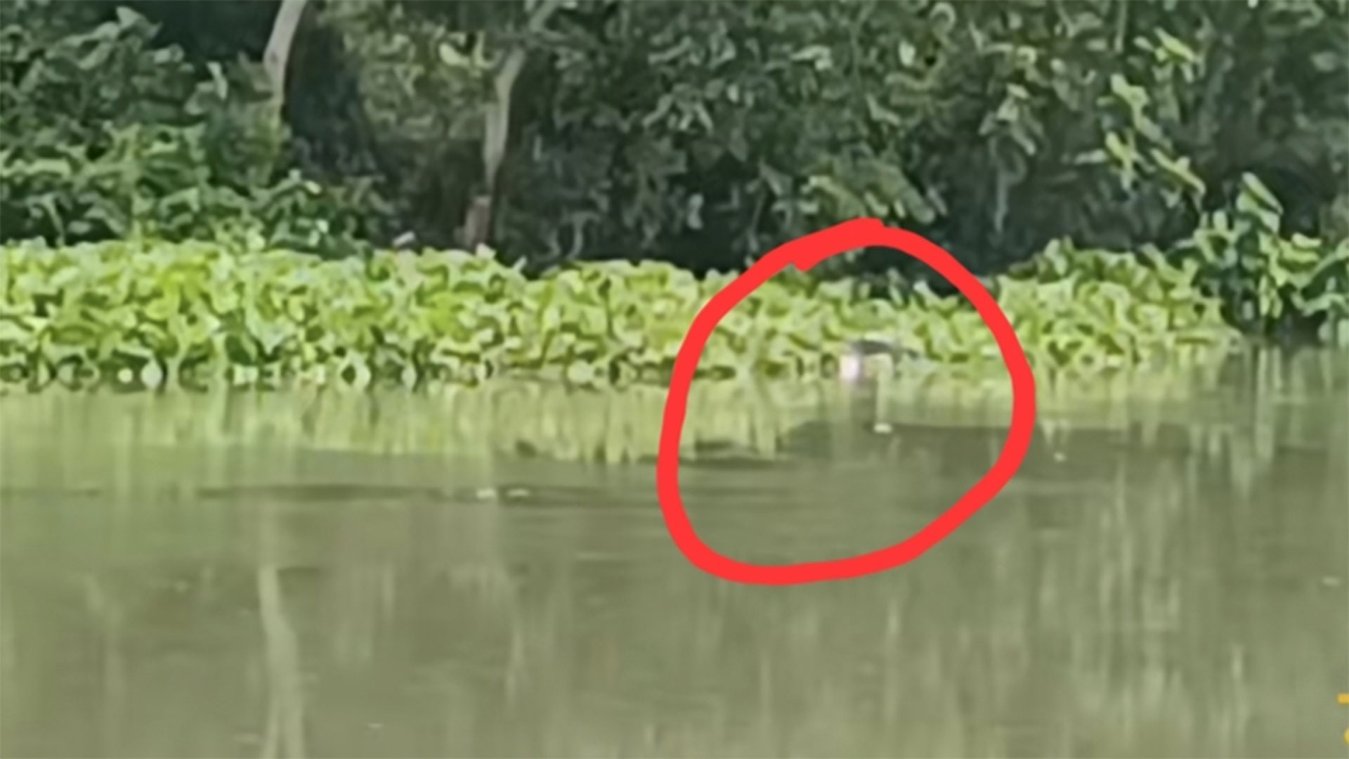 মহেশপুর সীমান্তে নদীতে ভেসে থাকা নারীর মরদেহ উদ্ধার করল বিএসএফ