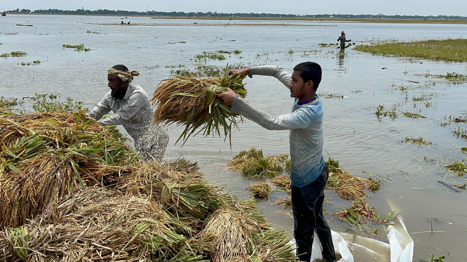 বন্ধুদের নিয়ে বাবার ধান কেটে সহযোগিতা করলেন তৃতীয় লিঙ্গের আদরি