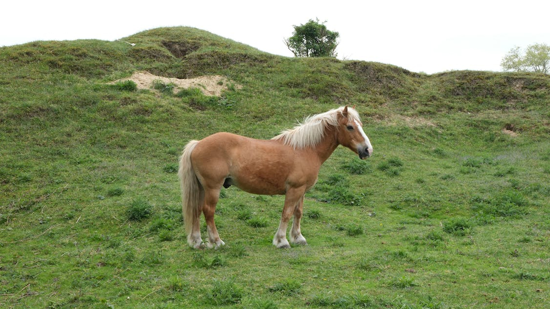 ঘোড়ার গোশত খাওয়া হালাল না হারাম