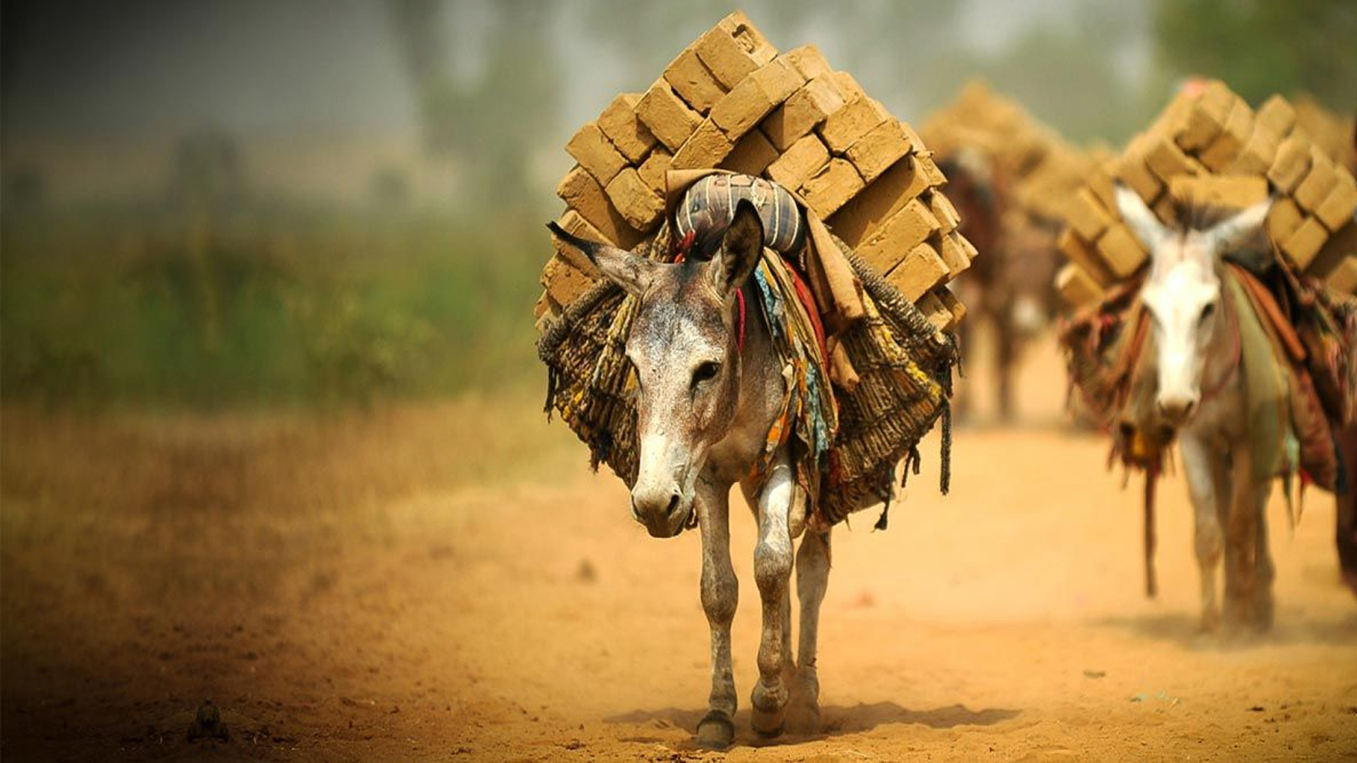 আজ বিশ্ব গাধা দিবস