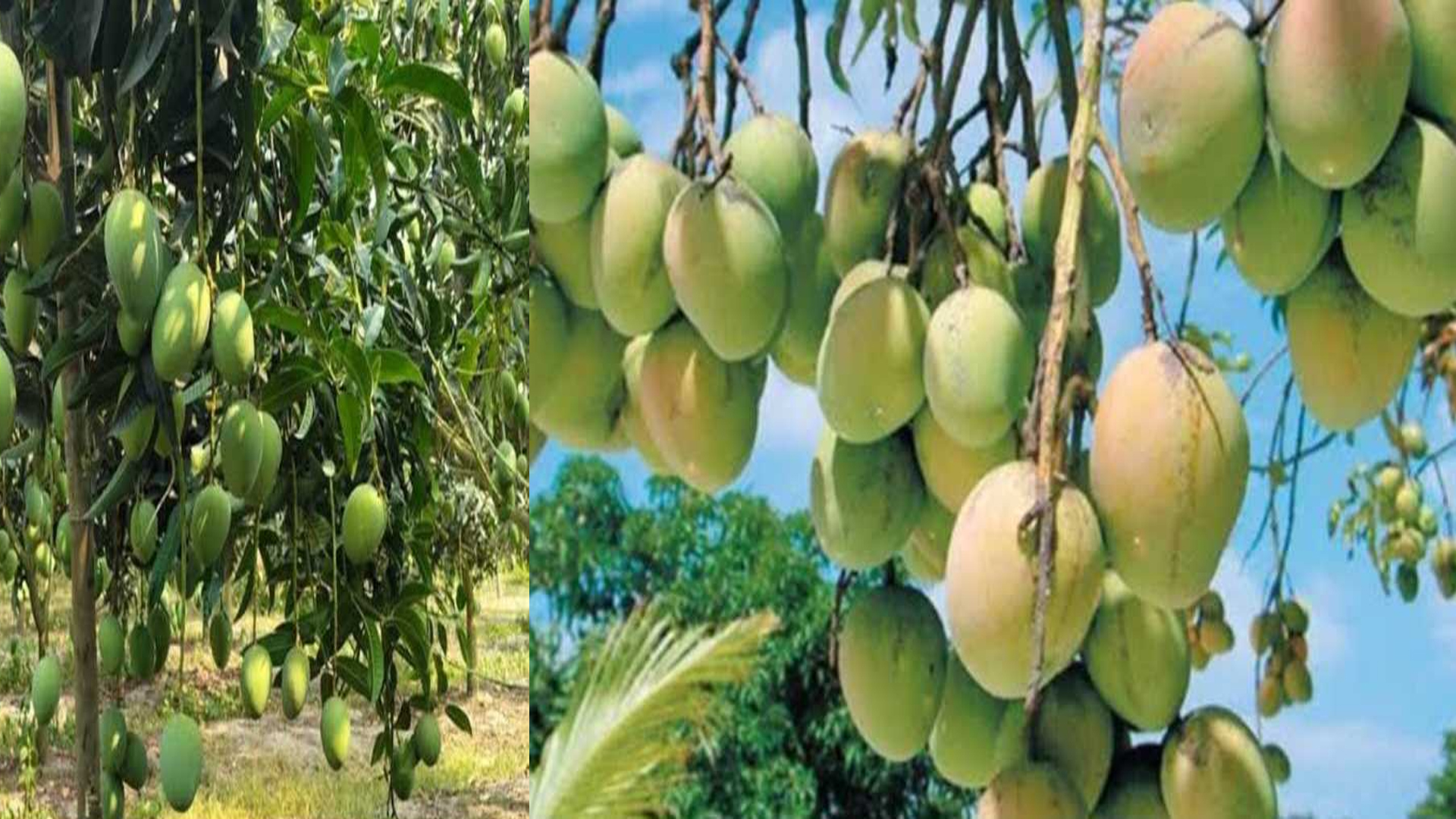 সাতক্ষীরার কোন আম কত তারিখে পাড়া হবে?