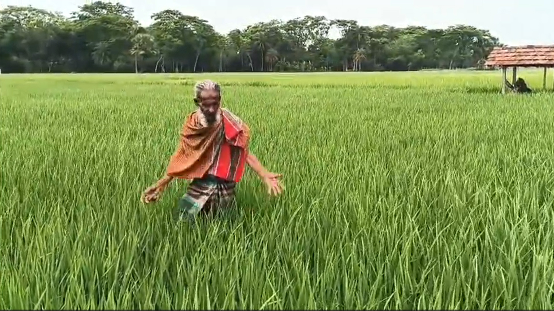 ডিজেল সংকটের প্রভাব কৃষিখাতে, ইরি-বোরো উৎপাদনে নিরুপায় কৃষক