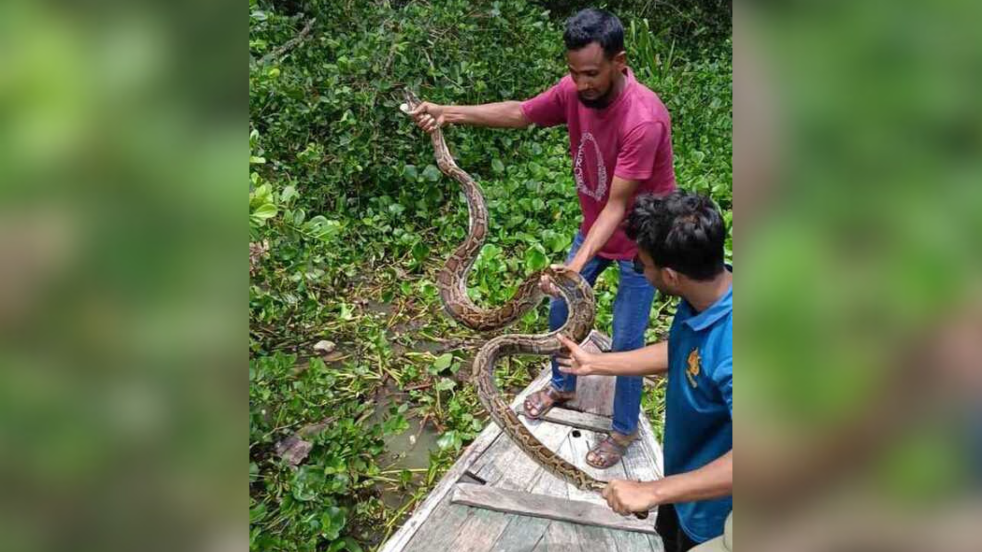 খড়ের গাদায় লুকানো ১২ ফুট অজগর উদ্ধার, সুন্দরবনে অবমুক্ত