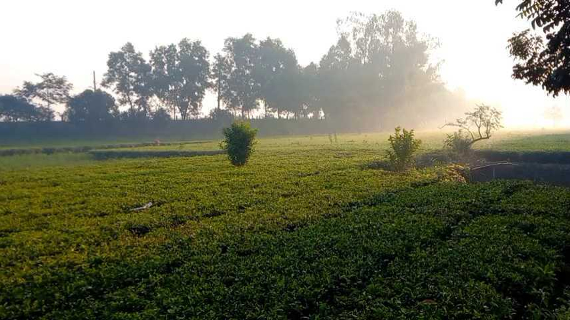 ঝলমলে রোদেও ৯ ডিগ্রির ঘরে পঞ্চগড়ের তাপমাত্রা