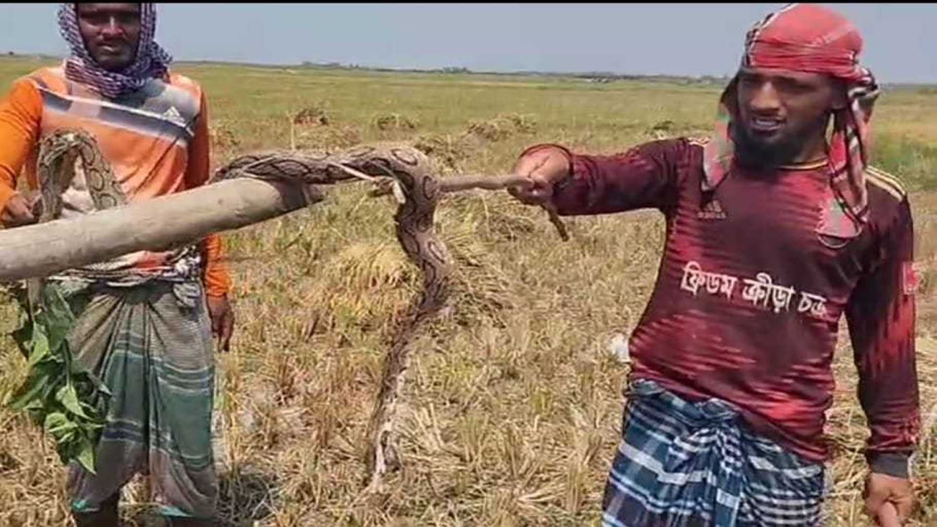 রাসেল ভাইপার: বিষধর সৌন্দর্যের অজানা তথ্য!