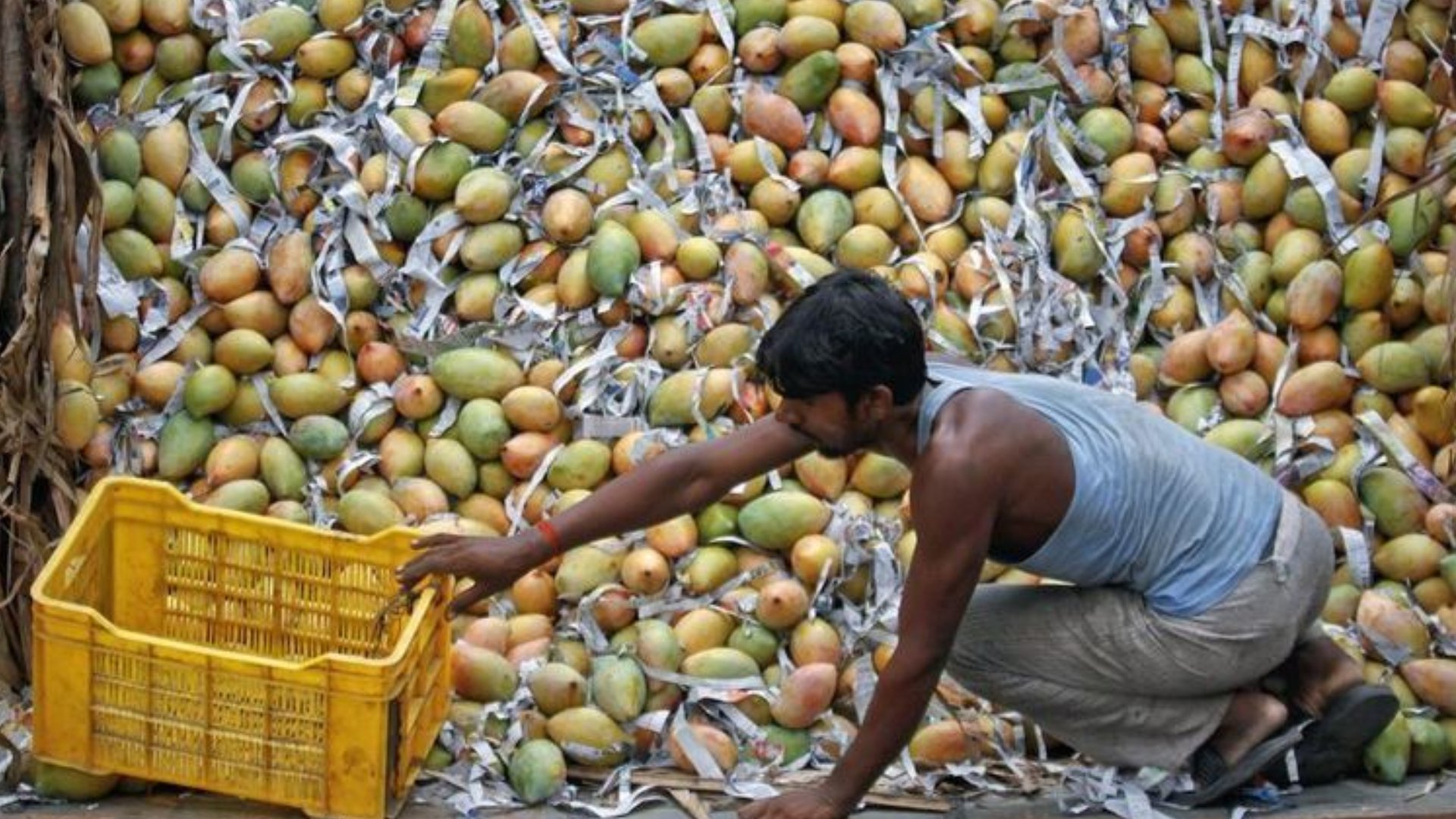 জাপানের পর এবার ভারতীয় আম নিষিদ্ধ করল নেপাল